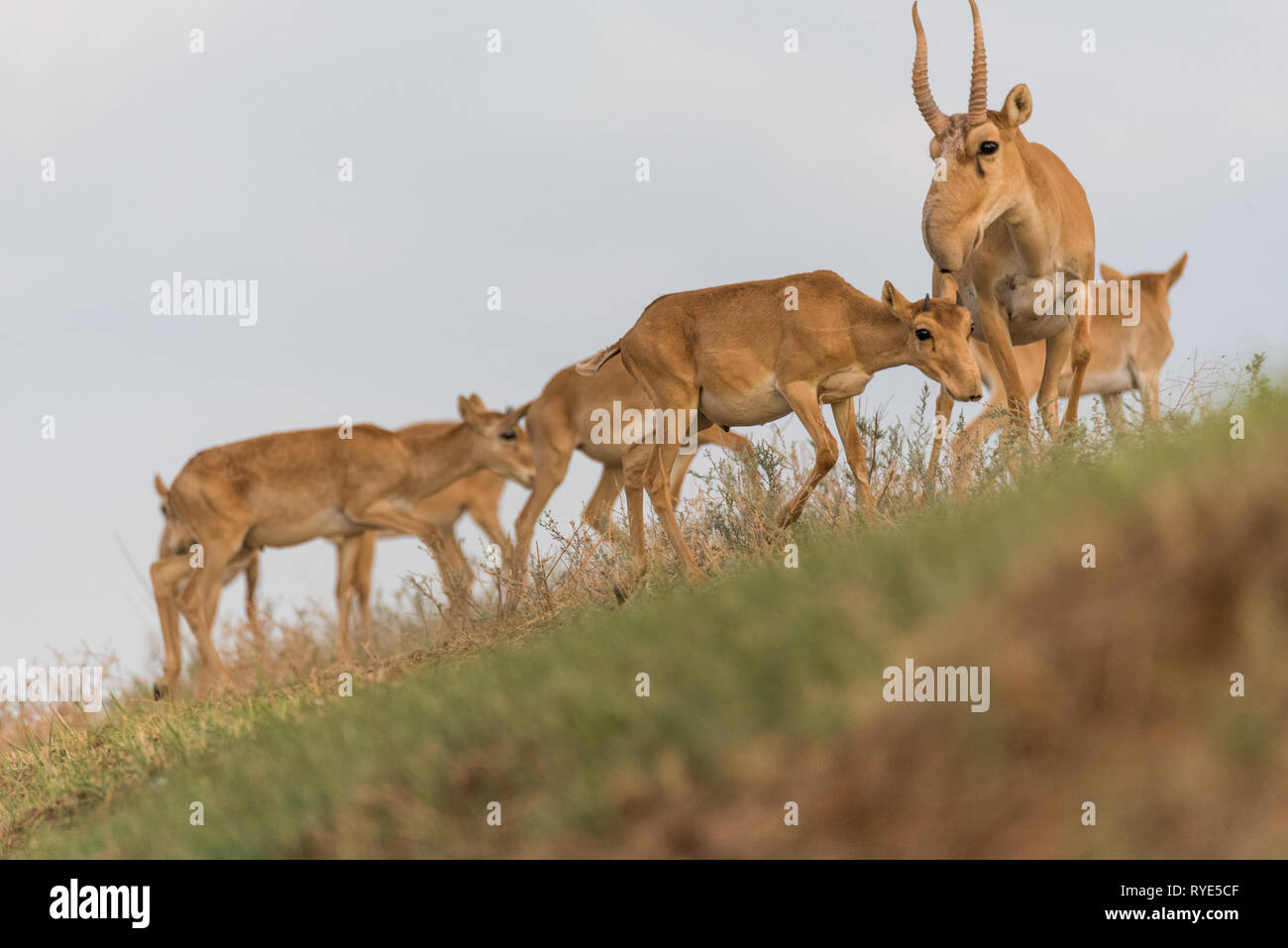 Saiga tatarica ist in das Rote Buch, Chyornye Zemli (Schwarz landet) Naturschutzgebiet, Kalmückien Region, Russland aufgeführt Stockfoto