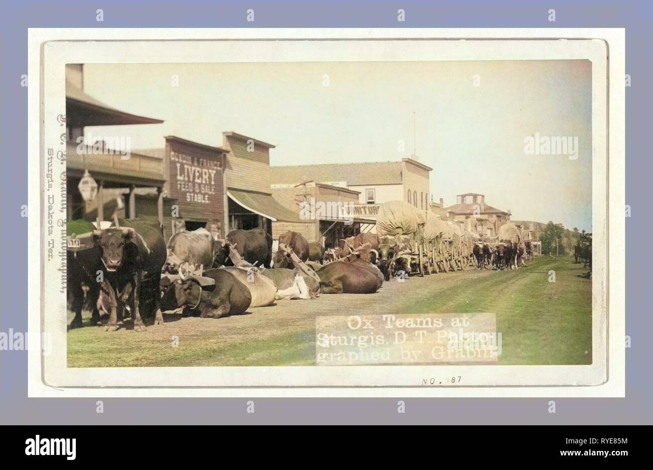 Ox-Teams in Sturgis, D.T. [D. h. Dakota Territory Stockfoto