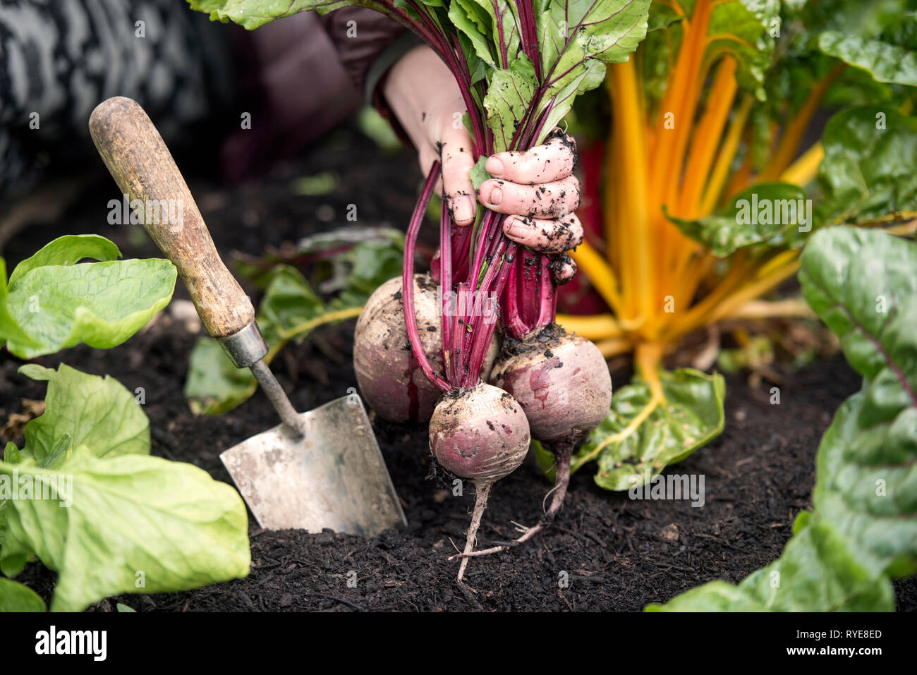 Eine trowel​ in einem Bett von teilweise beschnitten Mangold mit geernteten Rüben Stockfoto