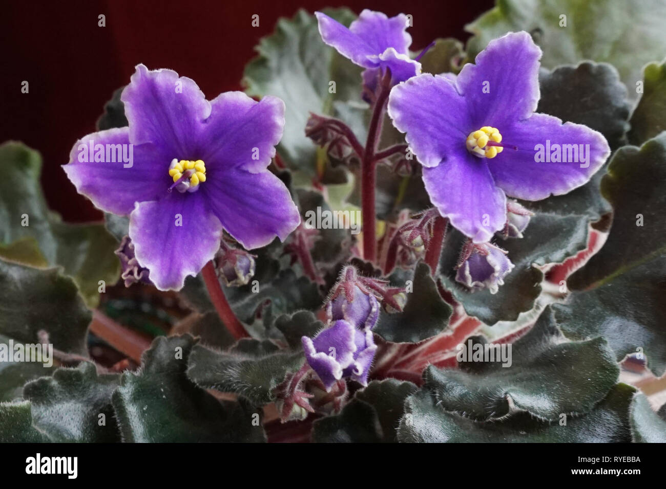 Nahaufnahme der lila Blüten eines Afrikanischen Violett (Saintpaulien) Stockfoto