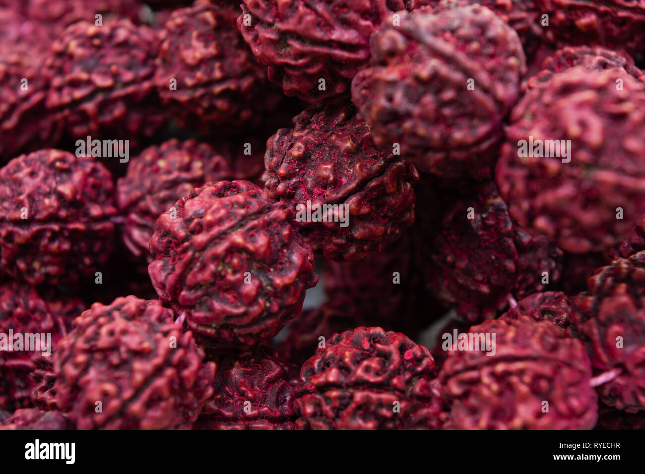 Nahaufnahme eines rudraksha Mala ist der Samen des Eliocarpus ganitrus Baum benutzt als Gebet Perlen im Hinduismus vor allem shivaismus. Stockfoto