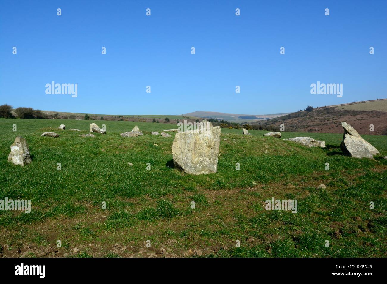 Dyffryn Syfynwy Steinkreis Dyffryn Steine Garn Ochr Garn Rosenstrauch Pembrokeshire Wales Cymru GROSSBRITANNIEN Stockfoto