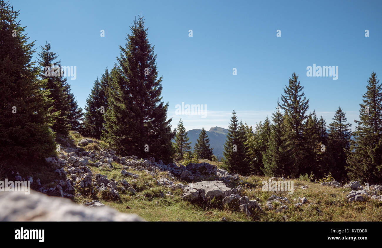 Spektakuläre Aussicht vom Schweizer Jura über die Schweizerische/Französische Alpen und den Mont Blanc in der Ferne. Pinien der alpinen Wälder Stockfoto