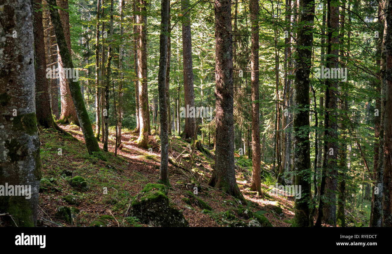 Ein Weg führt nach oben zwischen die Bäume eines Waldes in den Schweizer Jura. Der Wald ist die grüne withmoss und Stöcke und Bäume Stockfoto