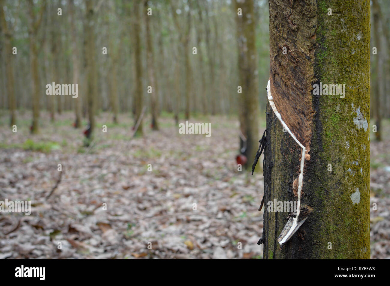 Kautschukplantagen im Hochland von Nordsumatra, Indonesien Stockfoto