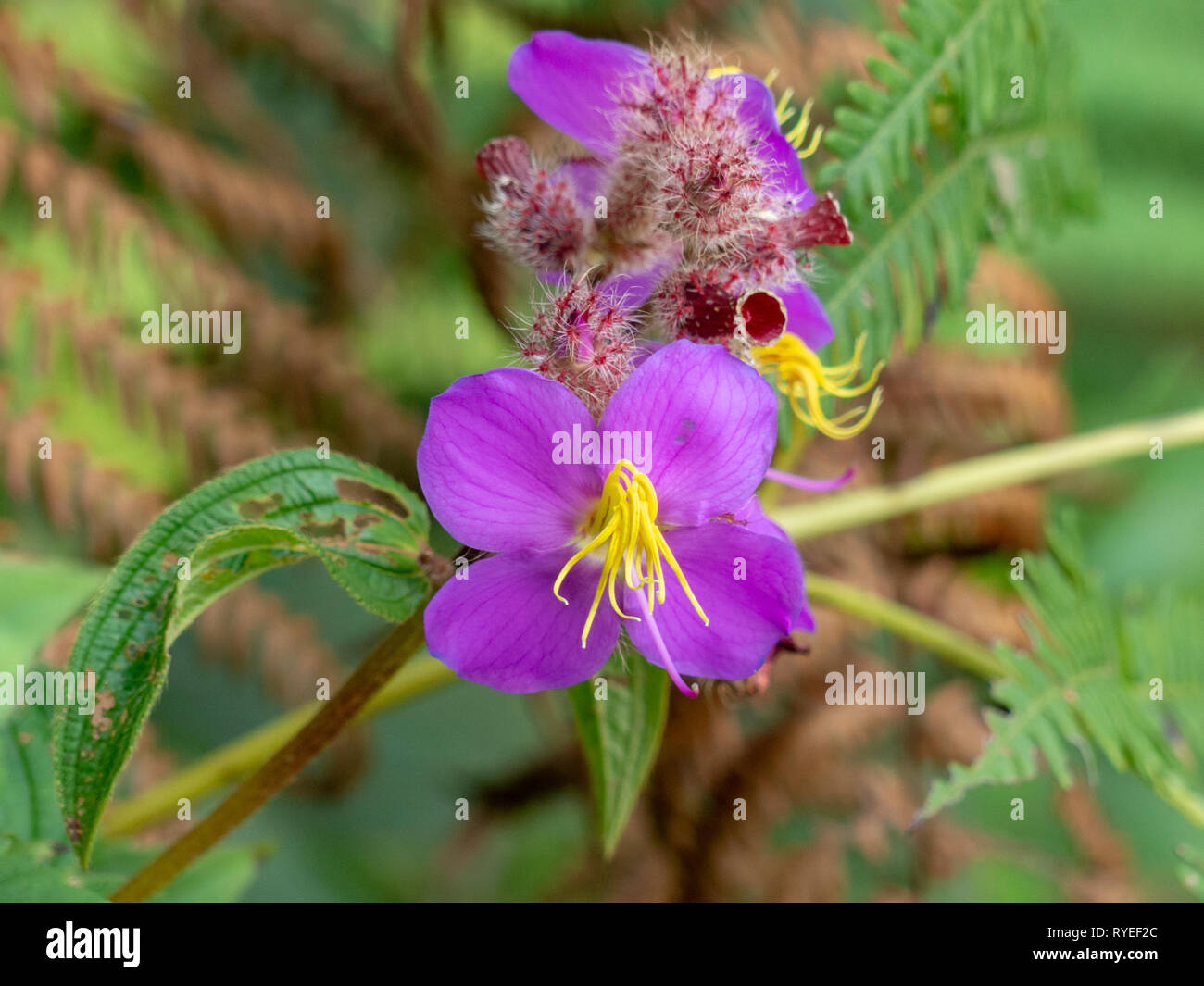 Lila wildflower Nahaufnahme. Yuanyang County, Honghe der Präfektur der Provinz Yunnan, China, entlang des Roten Flusses. Im September fotografiert. Stockfoto