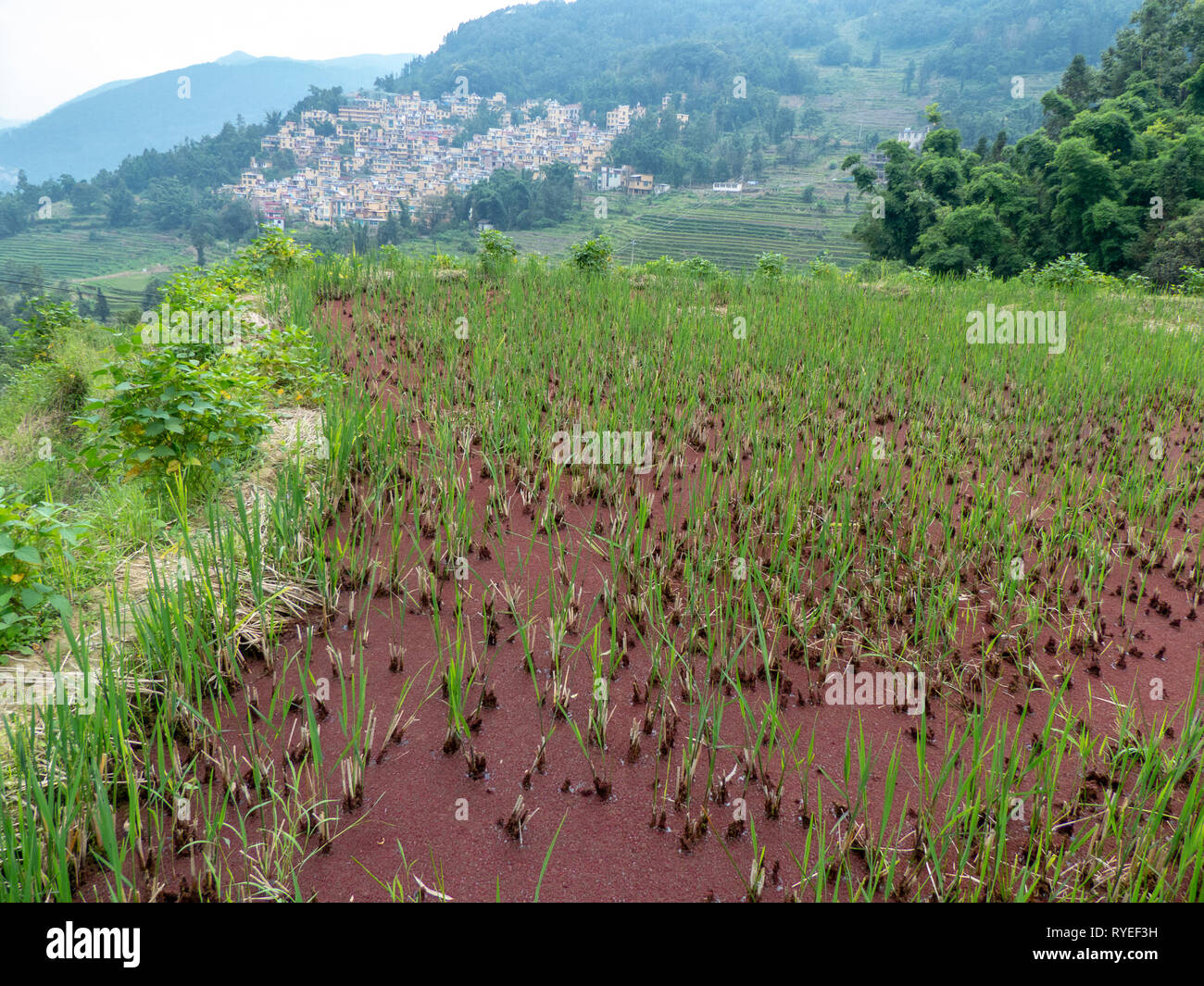 Yuanyang Grafschaft ist in Honghe Präfektur im Südosten der Provinz Yunnan, China, entlang des Roten Flusses. Er ist bekannt für seine spektakulären Reis bekannt Stockfoto