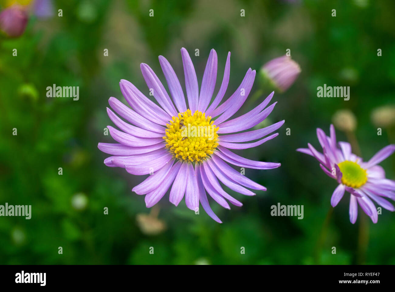 Ameisen können gesehen werden Nektar sammeln von a Purple Daisy Osteospermum der Common name African Daisy Stockfoto