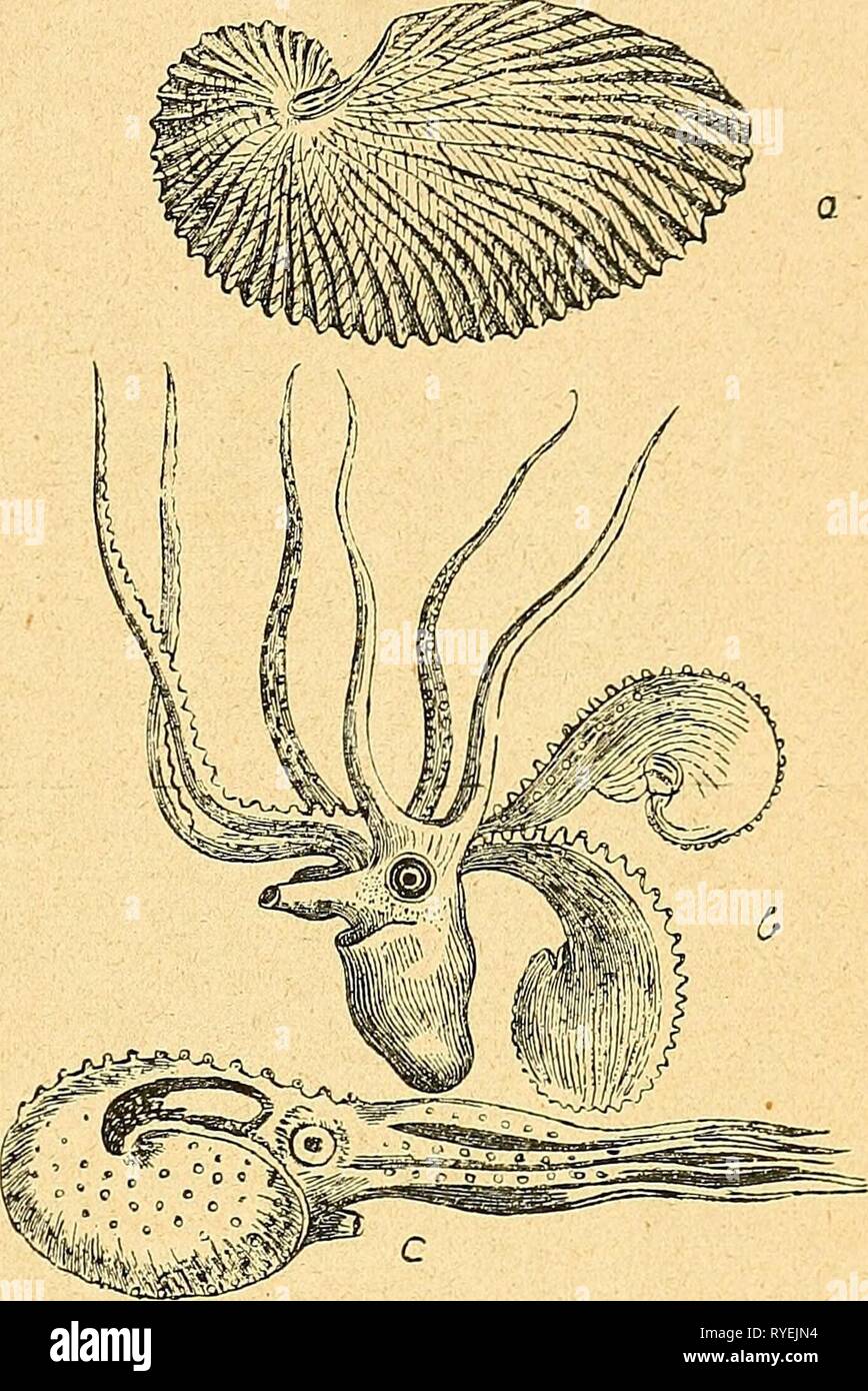 Einführung in die europäische Meeresmolluskenfauna an der Hand ihrer Hauptrepräsentanten einfhrungindieeu 00 bchn Jahr: 1913 23 Er füllt sich mit Samen und kommt zur Zeit der Reife durch Platzen of this Blase zum Vorschein. Das relativ winzige Männchen schreitet dann sofort zur Begattung des Weibchens. Hierbei trennt sich of this Arm in den meisten Fällen, bei Argonauta speziell immer, ab und zeigt sich noch längere Zeit in selbständiger /, so daß frühere Forscher hielten ihn für einen Wurm, welcher als Schmarotzer in sterben Mantel-Höhle des Weibchens einge- drungen Krieg. In Anbetracht der seine Stockfoto