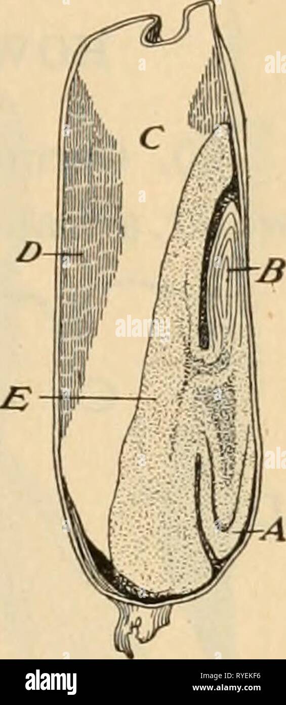 Elementare Grundsätze der Landwirtschaft: ein Lehrbuch für die gemeinsame Schulen elementaryprinci 02 ferg Jahr: 1913 Struktur der Samen 11 18. Mais. Der Mais "Korn" ist mit einem klaren Haut, oder samenschale abgedeckt.* Wenn wir Schnitt durch ein Maiskorn, wie in Abb. 1 gezeigt. 9, sehen wir eine gelbliche ölige Keimzellen oder Embryonen, auf der einen Seite und einem großen stärkehaltige Masse der zusätzlichen Reserve Essen zurück gespeichert Der Germ. Wenn die Re-serve Essen außerhalb des Germ gespeichert ist, wird es das Endosperm bezeichnet. Das Endosperm in den Mais Getreide existiert in zwei Schichten, von denen eine stärkehaltige ist und Lose, und den anderen klar und hart. 19. Baumwolle. Ich Stockfoto