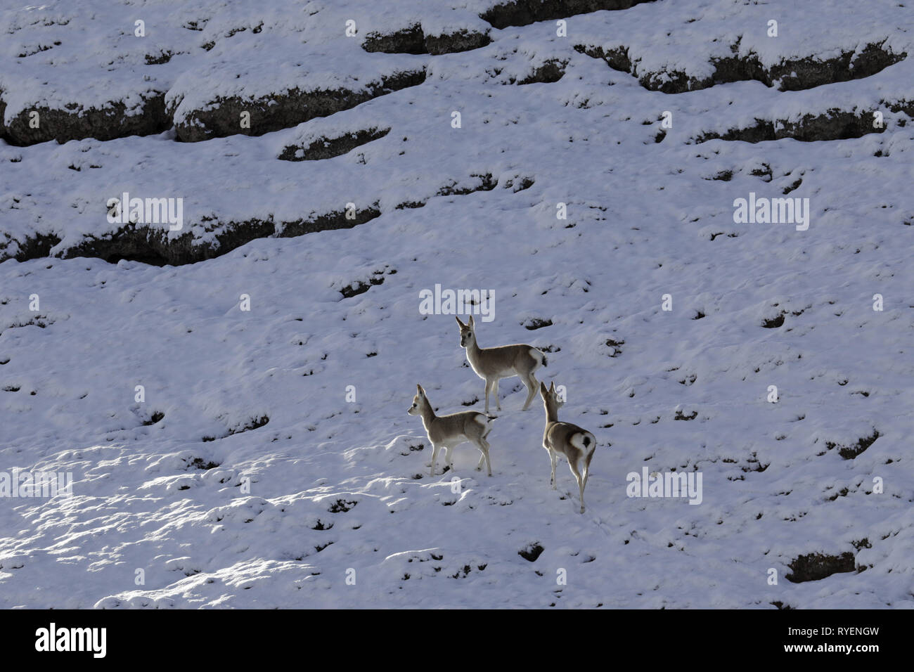 Tibetische Gazelle in verschneite Szene Stockfoto