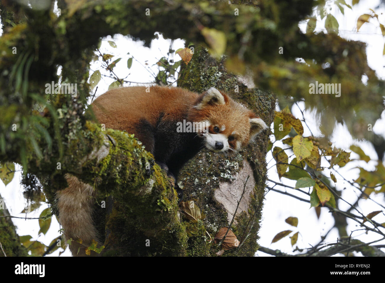 Roter Panda Ailurus fulgens Stockfoto