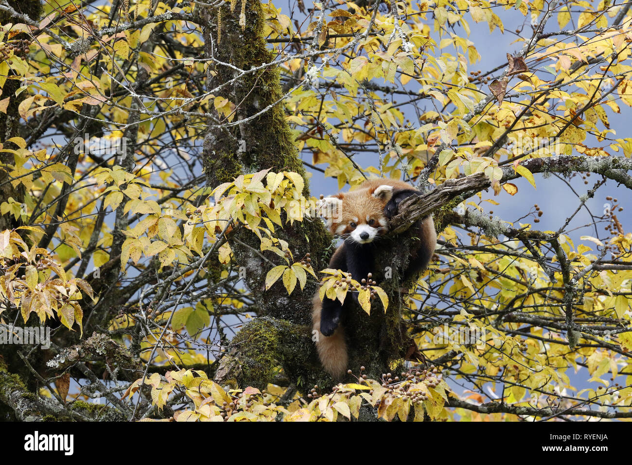 Roter Panda Ailurus fulgens Stockfoto