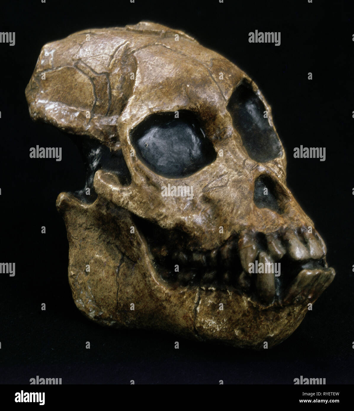 Vorgeschichte, human/prähistorischen Menschen, cranium, Tertiär, ape, Prokonsul (primas), Additional-Rights - Clearance-Info - Not-Available Stockfoto