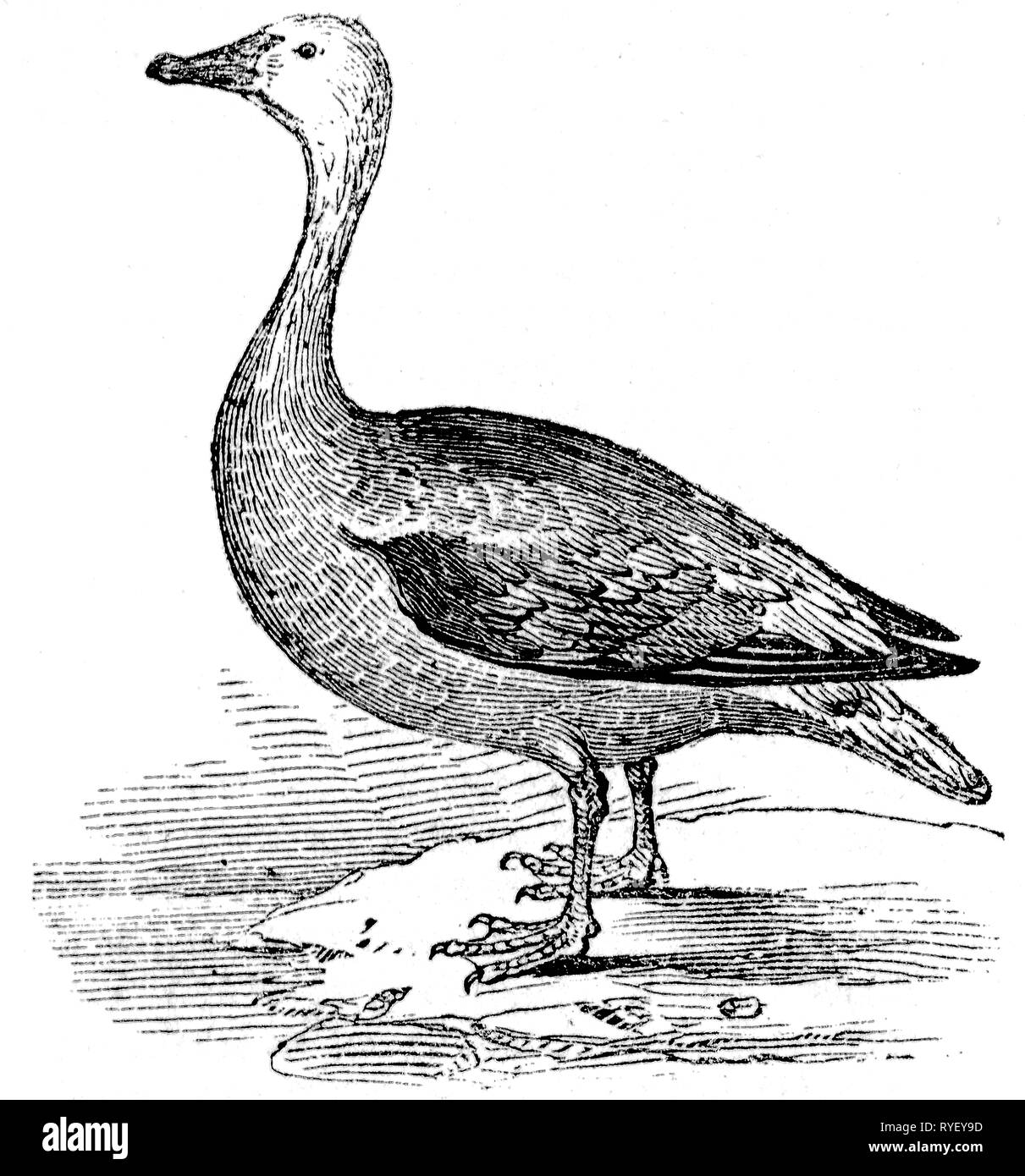 Holz graviert Illustration, von der "Schatzkammer der Natur" von Samuel Maunder, veröffentlicht 1848 Stockfoto