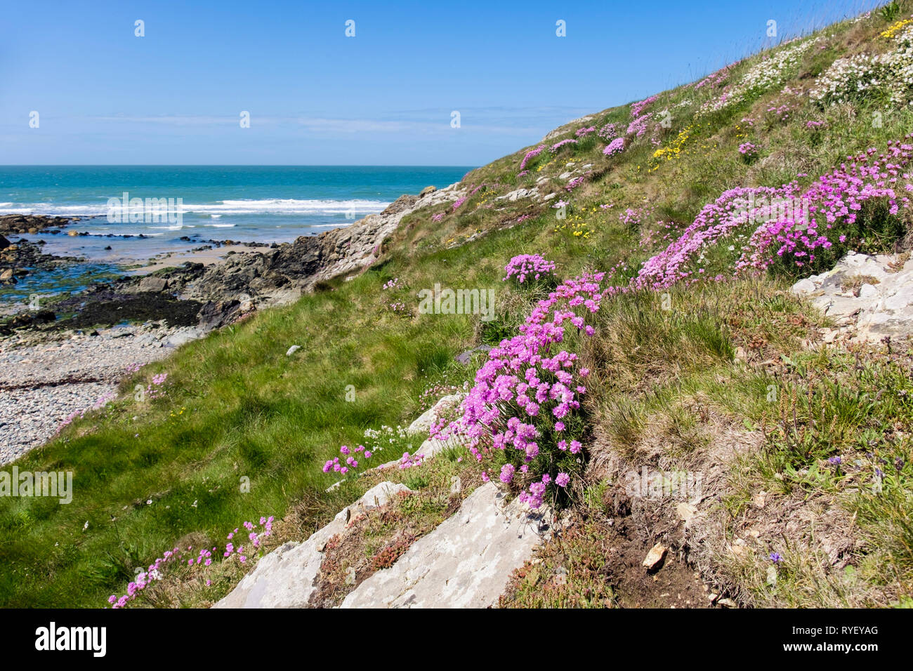 Meerrosa oder Thrift (Armeria maritima) Blüten wachsen an der Küste bei Cable Bay / Porth Crugmor, Isle of Anglesey, North Wales, Großbritannien Stockfoto