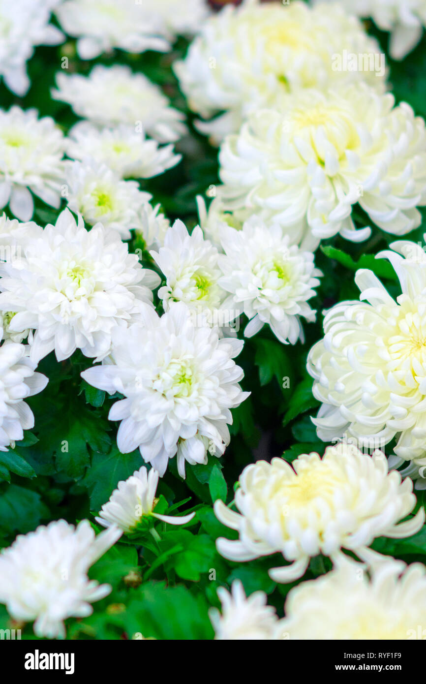 Beautiful white chrysanthemum close up Fotos und Bildmaterial in