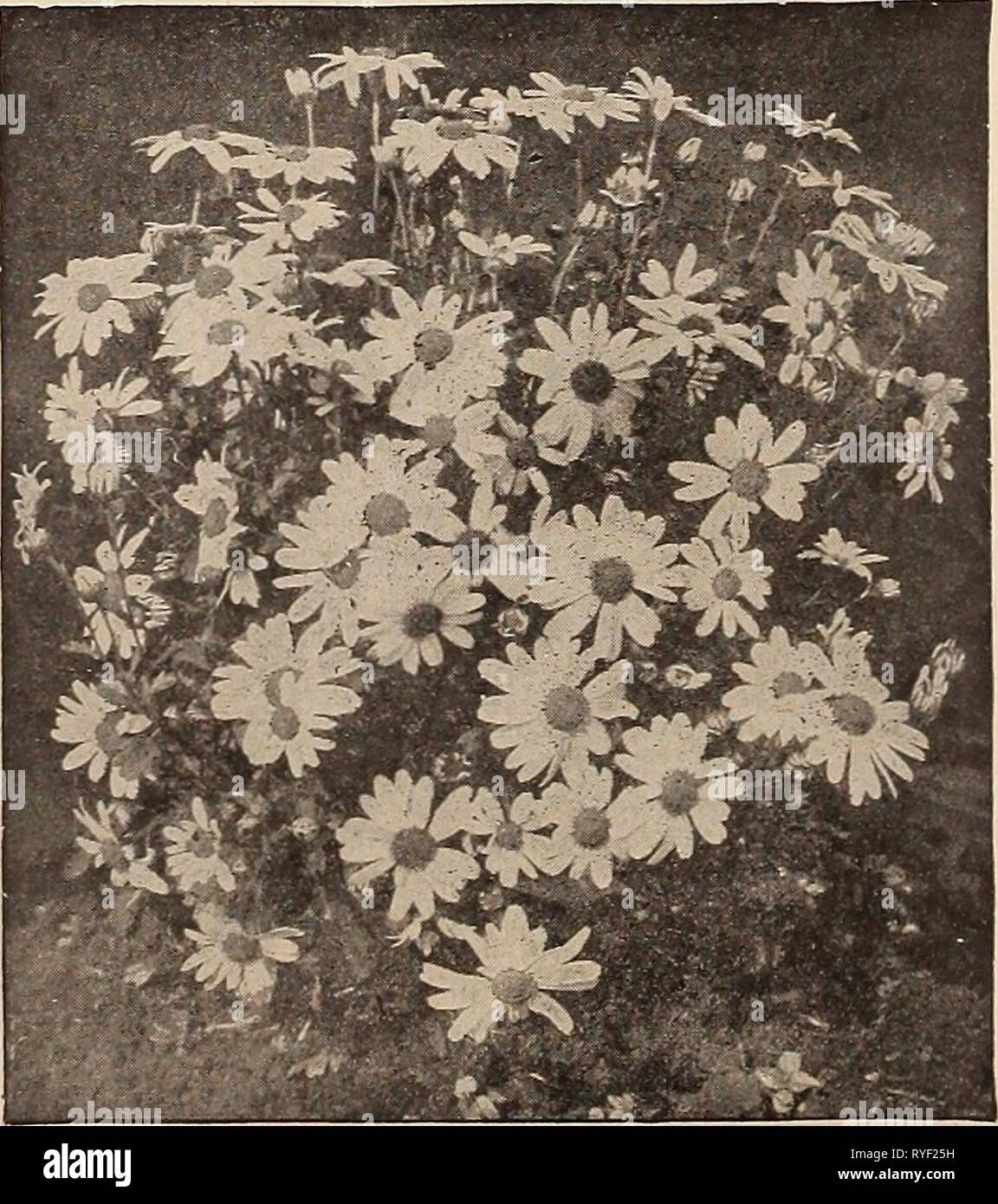 Dreer der Großhandel Preisliste: Glühlampen für Floristen Pflanzen für Floristen Blumen Samen für Voraussetzungen Floristen Floristen dreerswholesalep 1919 henr Jahr: 1919 ^M 0 J* ^^â â j ra g*: - Ch^^^ Mj^ bI rii E Wkyl ^i^B^* 1&gt; fS^ s^^^^ m; j -^-, VERSICHERUNGSGEWERBE"^^^^^^^^ fSn HK&gt;' jSS ^^L Â £^H^^H^H^v^1 1 HHB COREOPSIS LA. NCEOLATA GRANDIFLORA Chrysanthemen (Shasta Gänseblümchen). Pro doz. Pro 100 Arcticum. 3-Zoll-Töpfe tl 60 $ 10 00 Shasta Daisy. Gemischte Sämlinge. 3-Zoll-Töpfe •. . 1 25 8 00 Nipponicum. 4-Zoll-Töpfen 2 00 15 00 Clematis. Heraclesefolla. 3-Zoll-Töpfe 1 50 10 00 Recta. 2-jährige Pflanzen 1 75 12 00 CHRYSANT Stockfoto