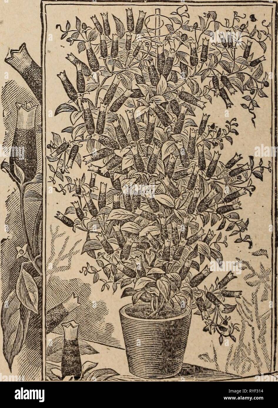 Drumm Saatgut und floralen Firma drummseedfloralc 1896 drum Jahr: 1896 Drumm Saatgut und floralen Co3S EINZELNEN BLÜHENDEN GERANIEN. 10 Cent; f $ l pro Dutzend; $ 6 pro 100, sofern nicht anders angegeben. Anna Scott. Tiefes purpurrot, schattigen Kastanienbraun. Die bamford Herrlichkeit. Helle klare Scarlet. Bischof Simpson. Eine sehr grosse Auswahl, mit großen Traversen der reichen Lachs flo* ers. Gen. gewähren. Schillernde Scharlach, große Truss; eines der Besten. $ 6 pro 100. Frau J. M. Garr. Eine der schönsten einzelne weiße Furchenzieher. Die Pflanzen sind eine Masse von Blühen den ganzen Sommer. 15 c Kate Patterson. Schöne, klare Lachs-ora-ge. Frau J. S. Anthony. Weiß, Stockfoto