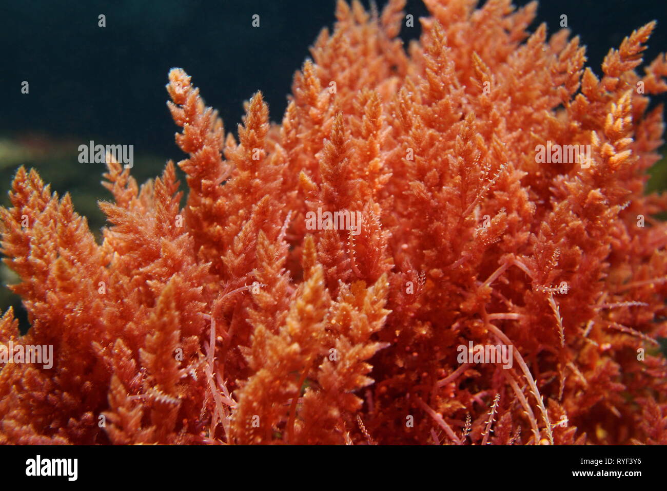 Harpune Unkraut rote Alge Asparagopsis armata Unterwasser im Mittelmeer, Spanien Stockfoto