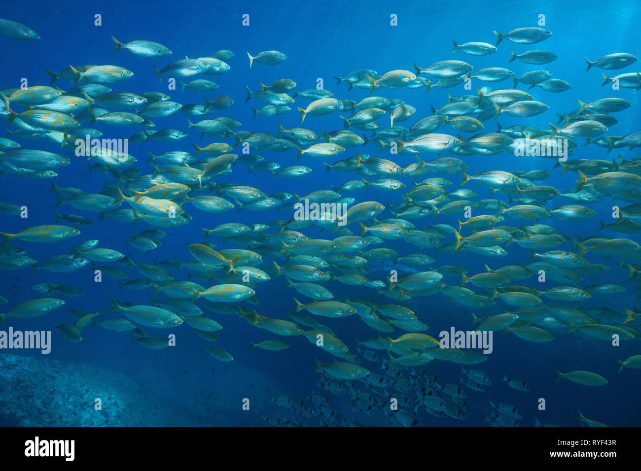Schule der Fische salema Porgy, Sarpa salpa Unterwasser im Mittelmeer, Port-Cros, Cote d'Azur, Frankreich Stockfoto