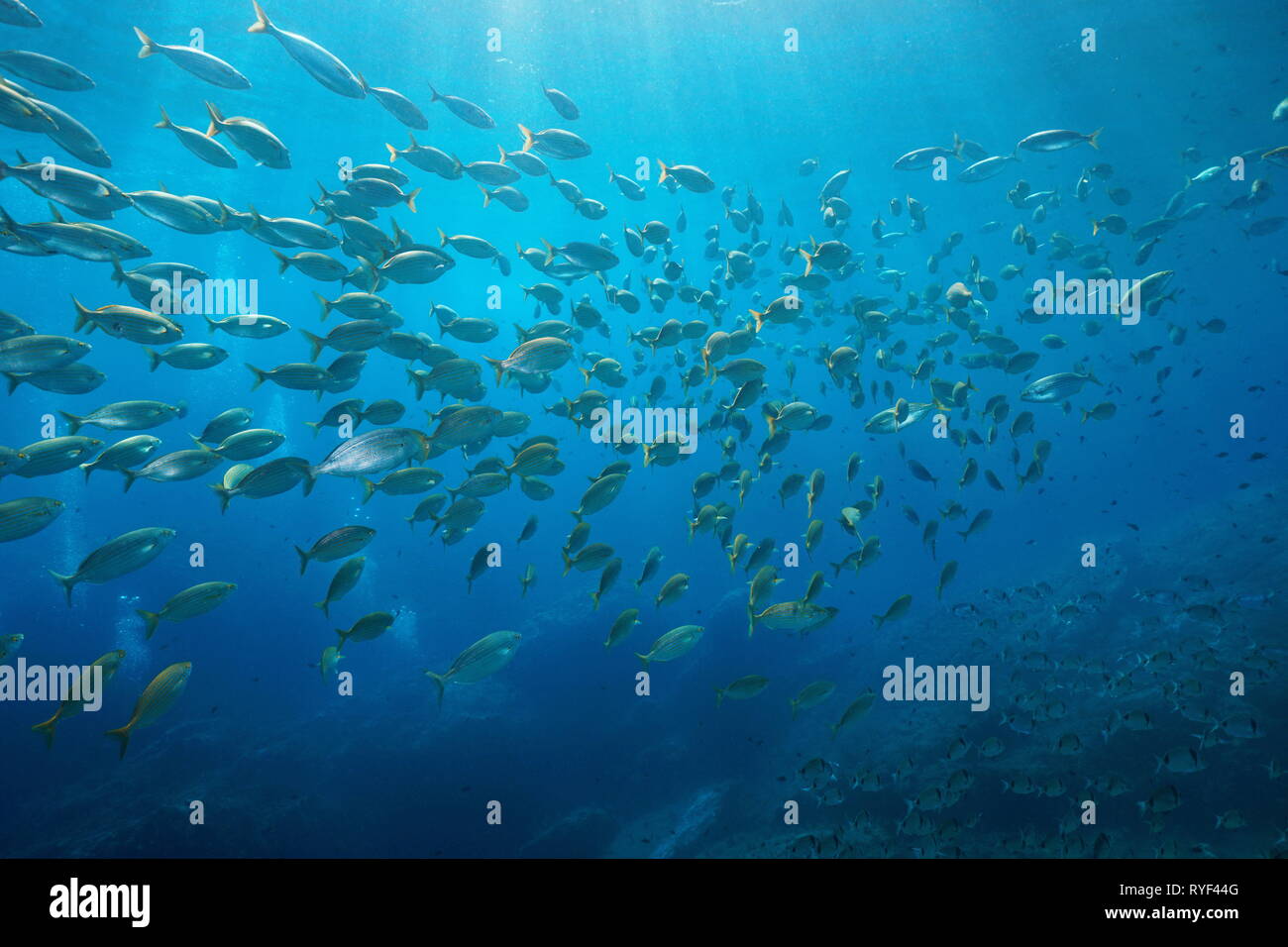 Schule der Fische Brassen Unterwasser im Mittelmeer, Port-Cros, Cote d'Azur, Frankreich Stockfoto