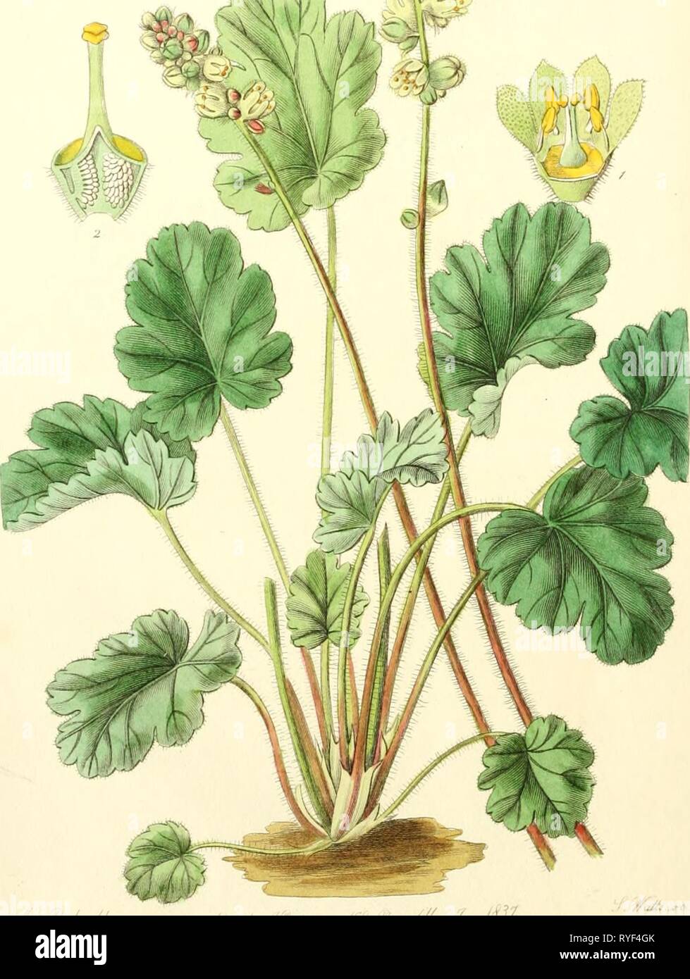 Edwards' botanische registrieren, oder, ornamentalen Blumen - Garten und Gebüsch.. edwardsbotanical 23 edwa Jahr: 1829 Stockfoto