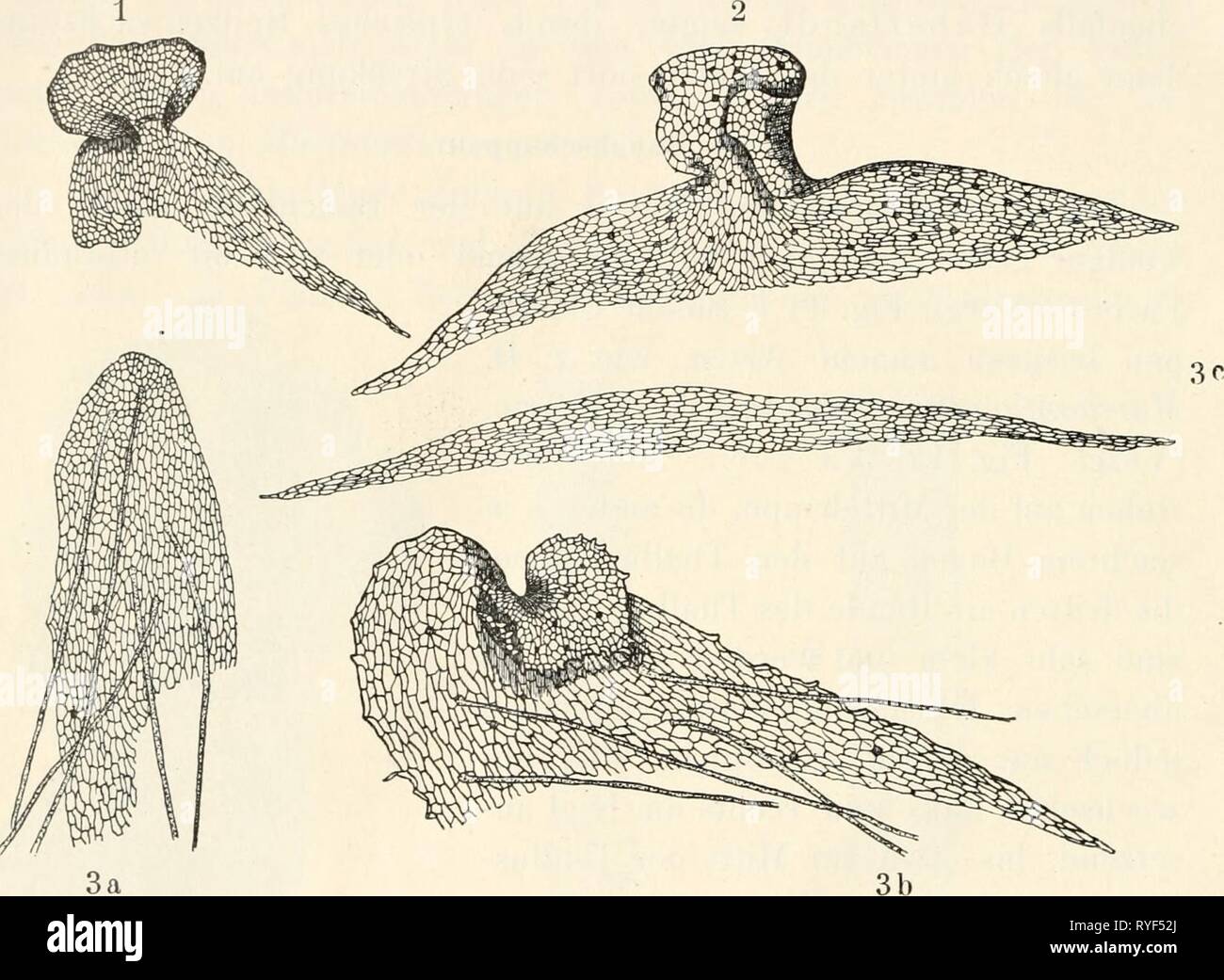 Dr. L. Rabenhorst der Kryptogamen-Flora von Deutschland, Oesterreich und der Schweiz drlrabenhorstskr 0601 rabe Jahr: 1906 18 Bau des Thallus, u a. Nach der Form der Bauchschuppen ist es, sterben mögUch Marchanüaceen zu bestimmen, wurde namentlich für steriles Material von Wichtigkeit ist. Die biologische Bedeutung of this Schuppen ist offenbar darin zu suchen, daß sie sterben, darunter liegenden Rhizoiden, welche sterben Wasserleitung besorgen, vor allzu starker Austrocknung schützen und, wie schon erwähnt, nach der Mitte des Thallus leiten. Bauchschuppen hindern Sterben, sterben Khizoiden der Thalluslappen, gleich Stockfoto