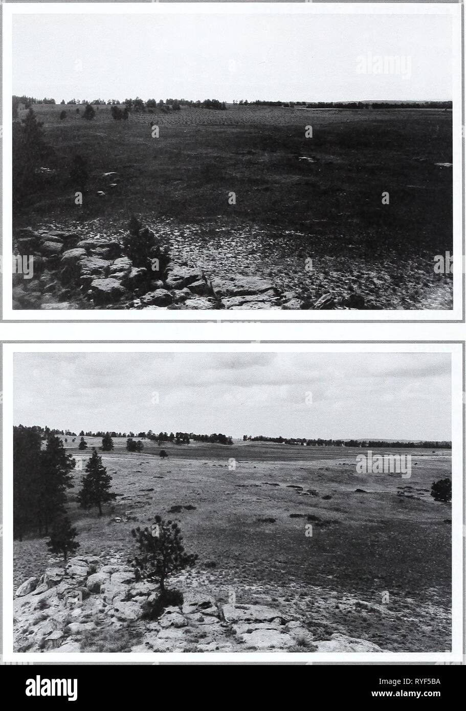 80 Jahre der Vegetation und Landschaft Veränderungen in den nördlichen Great Plains: Eine fotografische eightyyearsofveg 45 klem Jahr: 2001 Originalfoto August 10, 1918. ShantzU -6-1918. Nach Westen. Erste Wiederholungsprüfung und Beschreibung August 8, 1960. W. S. S., D -2-1960. Gelbe Kiefern in der beiden Bilder zeigen kaum ändern, außer in der Größe. Anzahl der Bäume über das Gleiche. Dr. Shantz markiert dieses Bild "Teilen." Das Gras ist vor allem Grama Gras mit den Lautspre- vorläufige Andropogon sco-parius und Calamovilfa longifolia. Die zweite Wiederholungsprüfung Juli 24, 1998. Kay -4331-23 A. Stockfoto