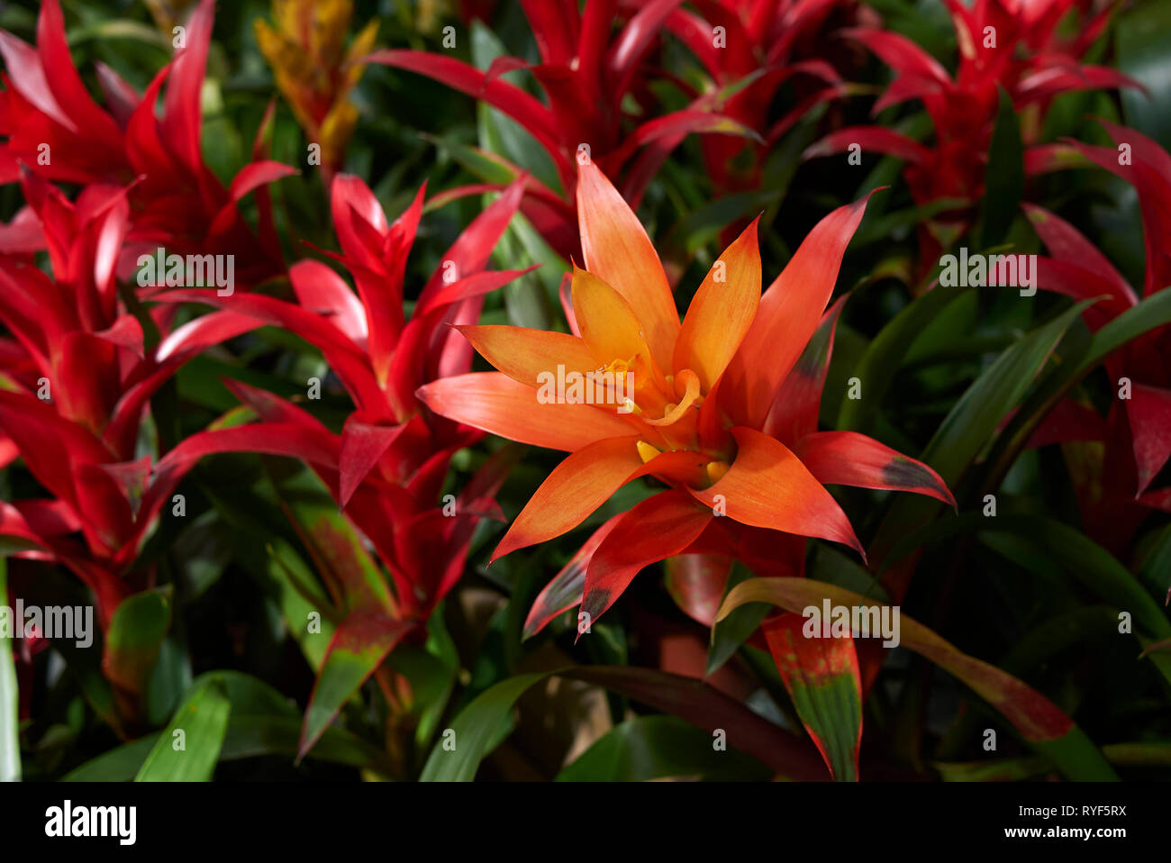 Farbenprächtige Bromelien Pflanzen Stockfoto