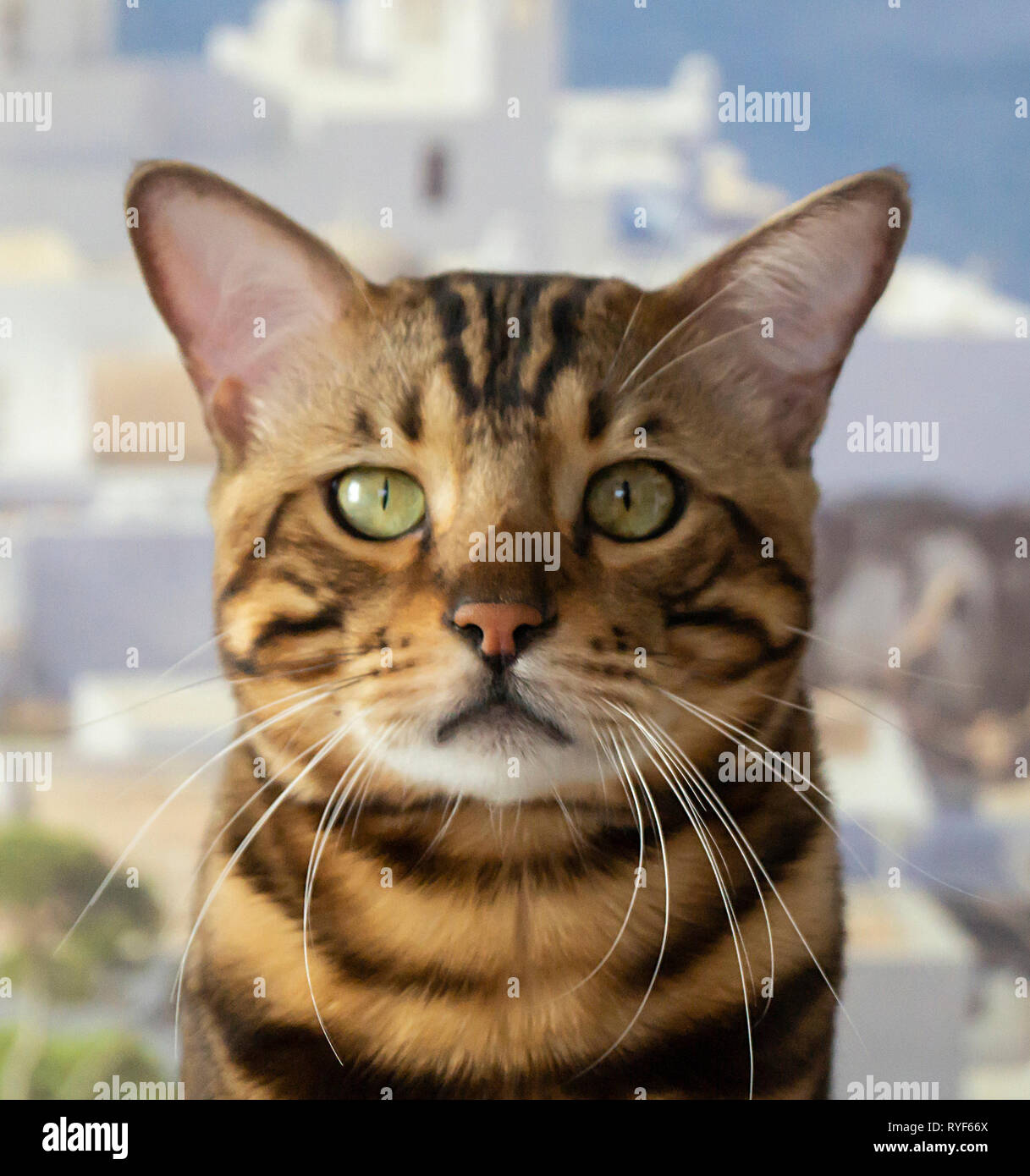 Schöne Katze close-up blickt direkt auf Wusch Hintergrund Stockfoto