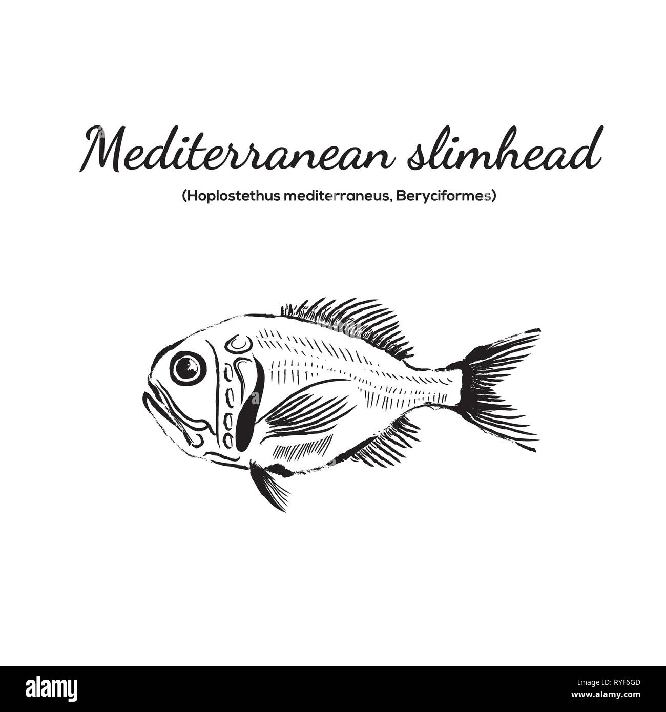Mediterrane schlanker Kopf fisch Vector Stock Vektor