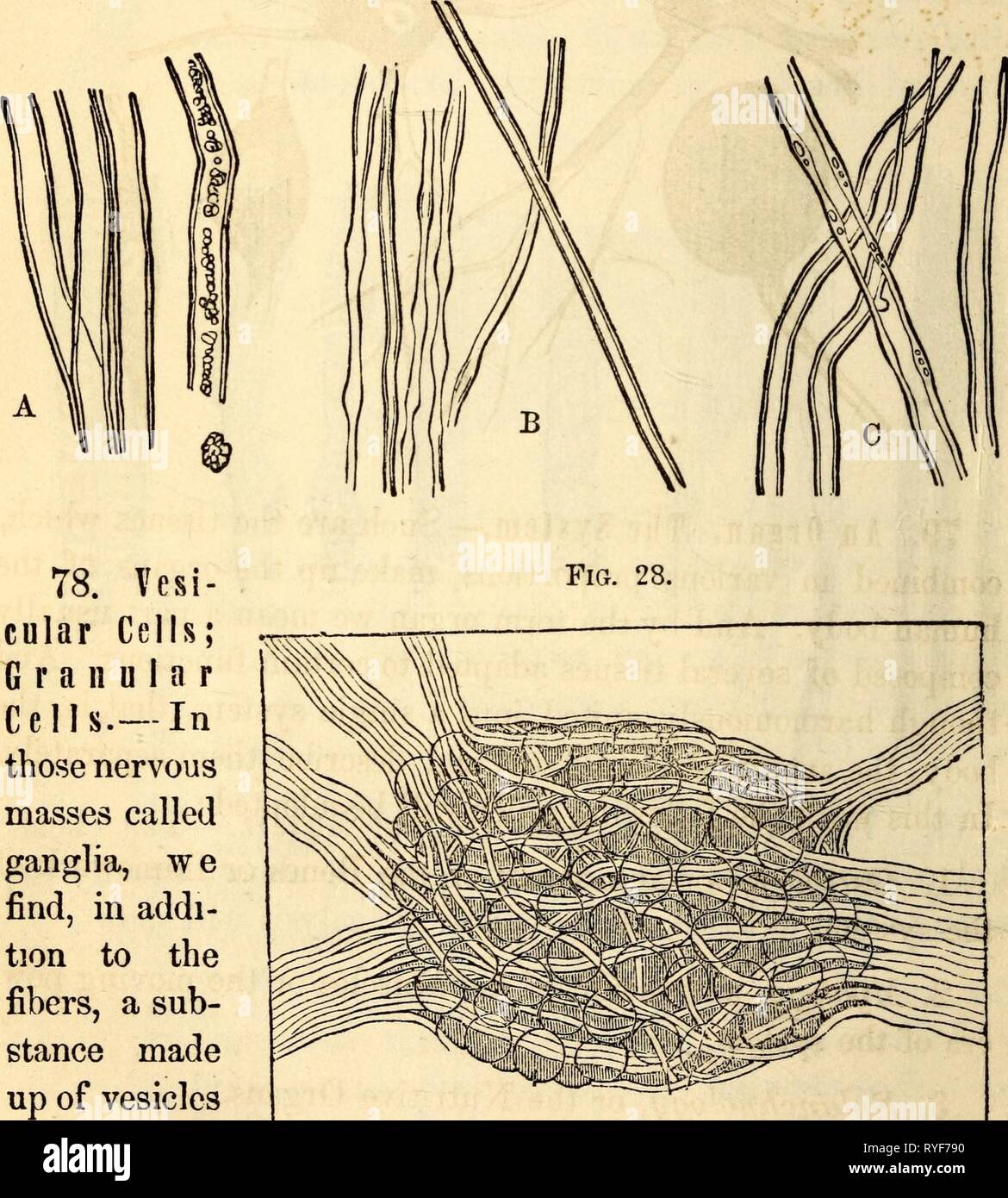 Elementare Anatomie und Physiologie: für Hochschulen, Akademien und andere Schulen elementaryanato 00 hitc Jahr: 1869 23 HITCHCOCKS ANATOMIE 7. Nervengewebe. 77. Nervengewebe; tubulären Zellen. - Diese, wie einige der anderen Geweben, setzt sich zusammen aus Zellen, Fasern und Röhren, aber es ist von allen anderen durch seine vitalen Stiftungen unterschieden. Im normalen Nerv Trunks das Gewebe ist die Faser- oder röhrenförmig, wie in Abb. 1 gezeigt. 27, A, B, und C. In C einige der ursprünglichen Aal wird angezeigt. Schwein. 21. oder Zellen, wie sie in den Ganglienzellen von einer Maus auf Bild 1 dargestellt ist. 28. 77. Wie ist nervös Gewebe zu unterscheiden. Stockfoto