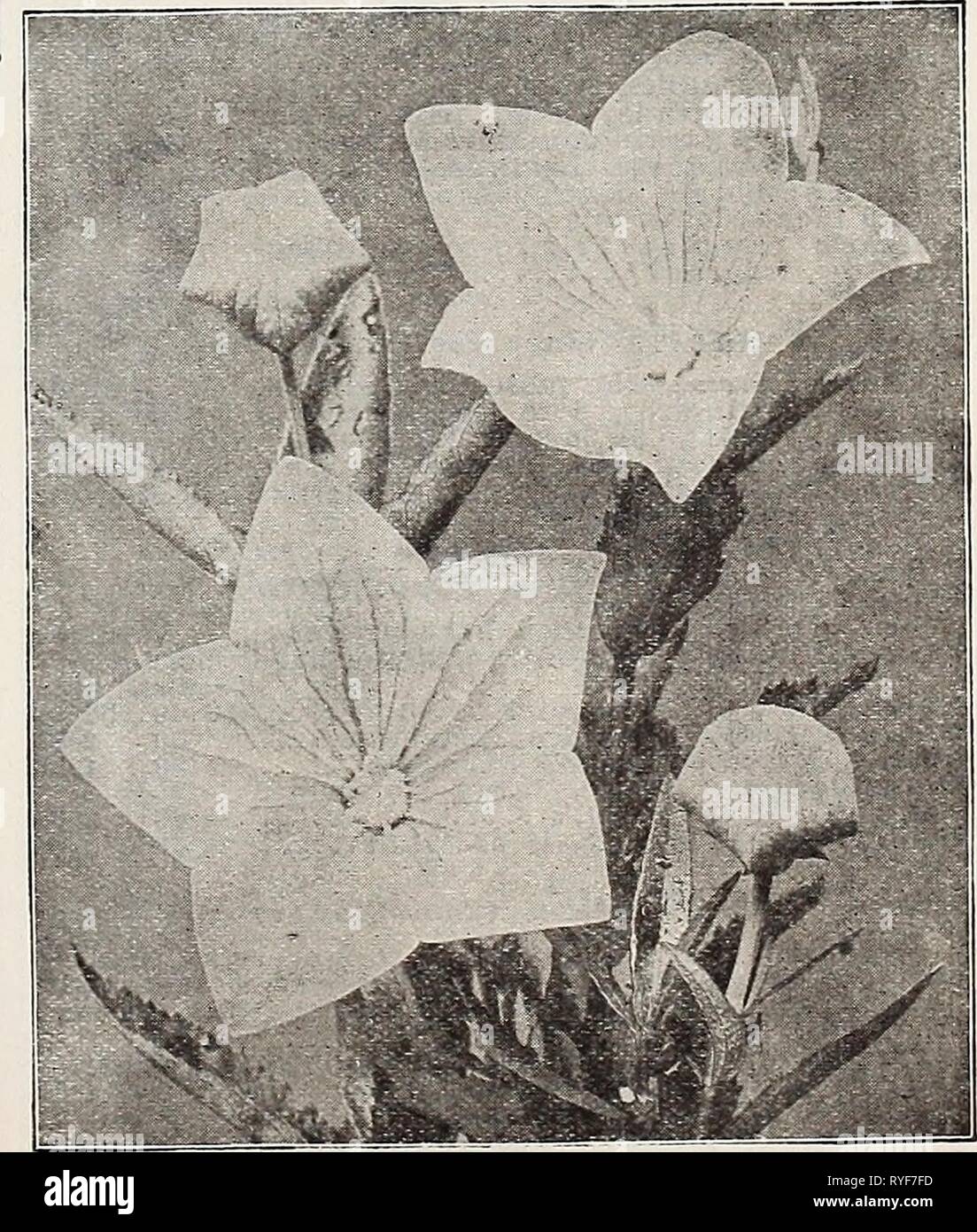 Dreer der Großhandel Preisliste für Floristen: Blumen Samen Pflanzen und Blumenzwiebeln Pflanzen und Rasen Grassamen Verbrauchsmaterialien dreerswholesalep 1934 henr 0 Jahr: 1934 Oriental Poppy Nepeta (Katzenminze) Mussini Mauve. Gepflegte Büsche von kleinen Lavendel - wie oliage mit Terminal spikes In hellem Lila Blüten, Blätter und Blüten aromatischen. Mai-sept. 1ft. Splendid für Betten, Kanten oder rock garden. Handel pkt., 50 cts.; oz., $ 2.50. (Oenothera Missouriensis Nachtkerze) (Macrocarpa). Eine herrliche Hardy pro-ennial Für eine exponierte, sonnige Lage entweder an der Grenze oder im Steingarten. Große gelbe Blumen, fre Stockfoto