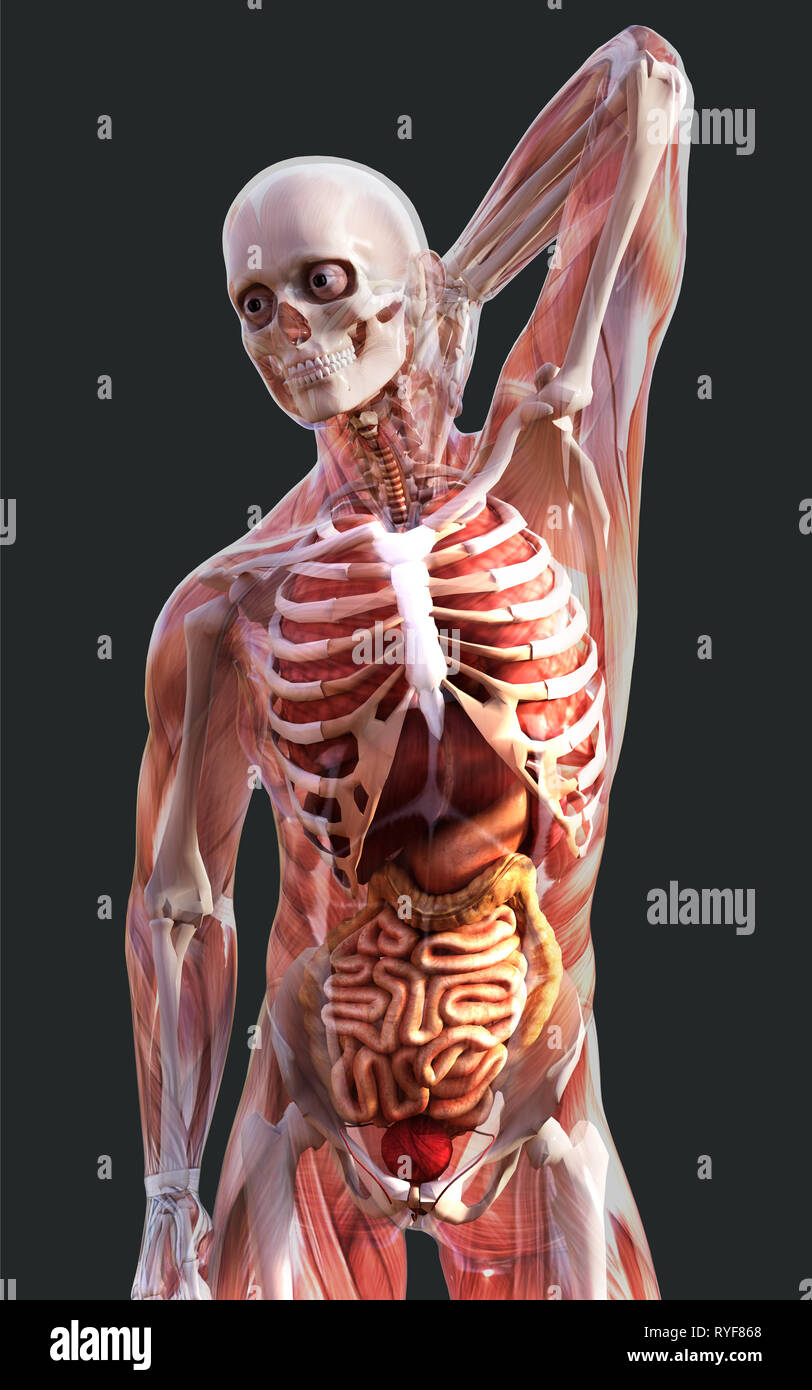 3D-Darstellung eines menschlichen Skeletts Muskulatur, Knochen und das Verdauungssystem mit Freistellungspfad Stockfoto