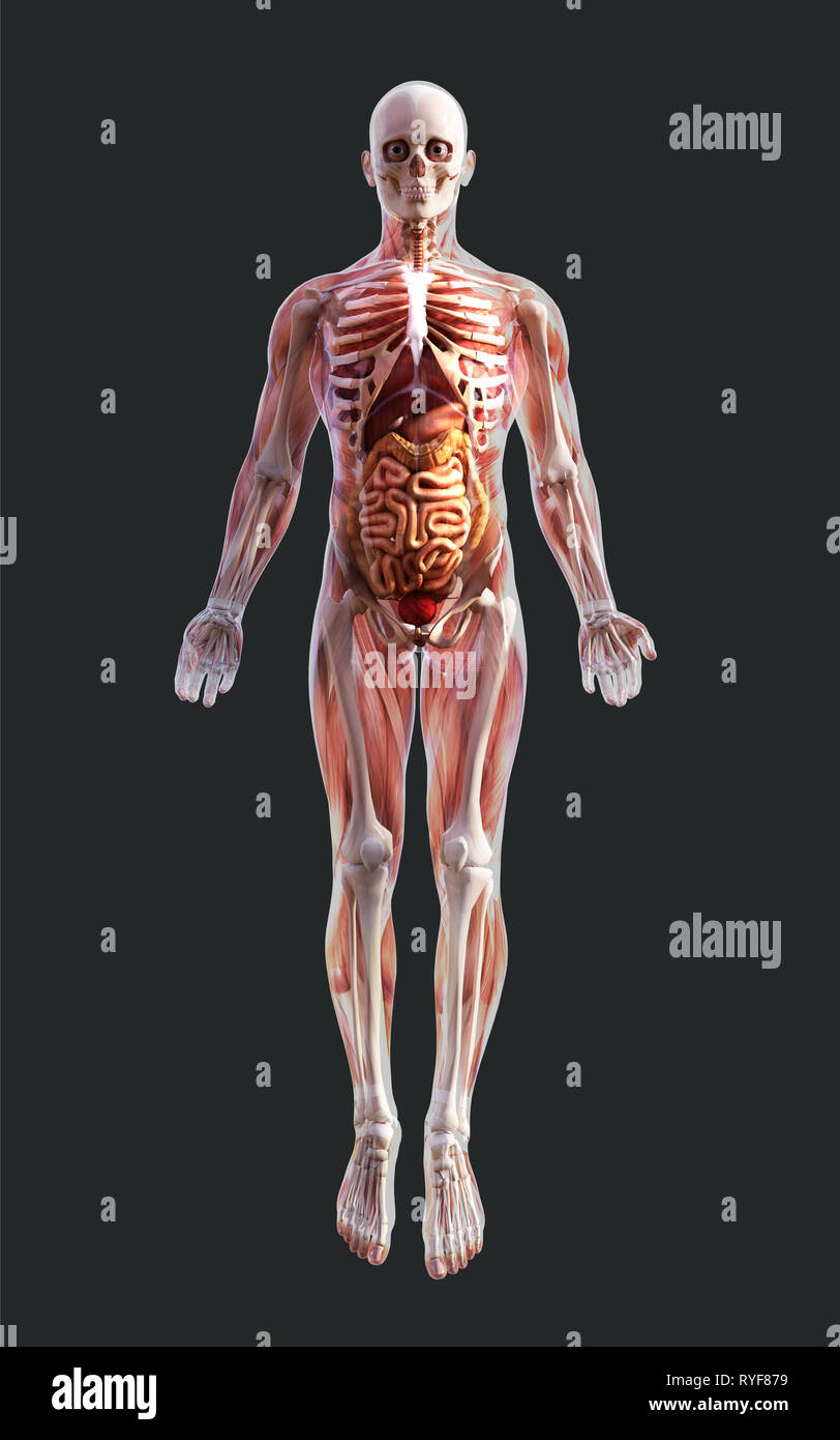 3D-Darstellung eines menschlichen Skeletts Muskulatur, Knochen und das Verdauungssystem mit Freistellungspfad Stockfoto