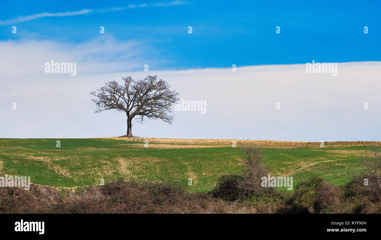 Einsame Eiche in der Wiese in Panoramaaufnahmen in der Toskana Italien Stockfoto