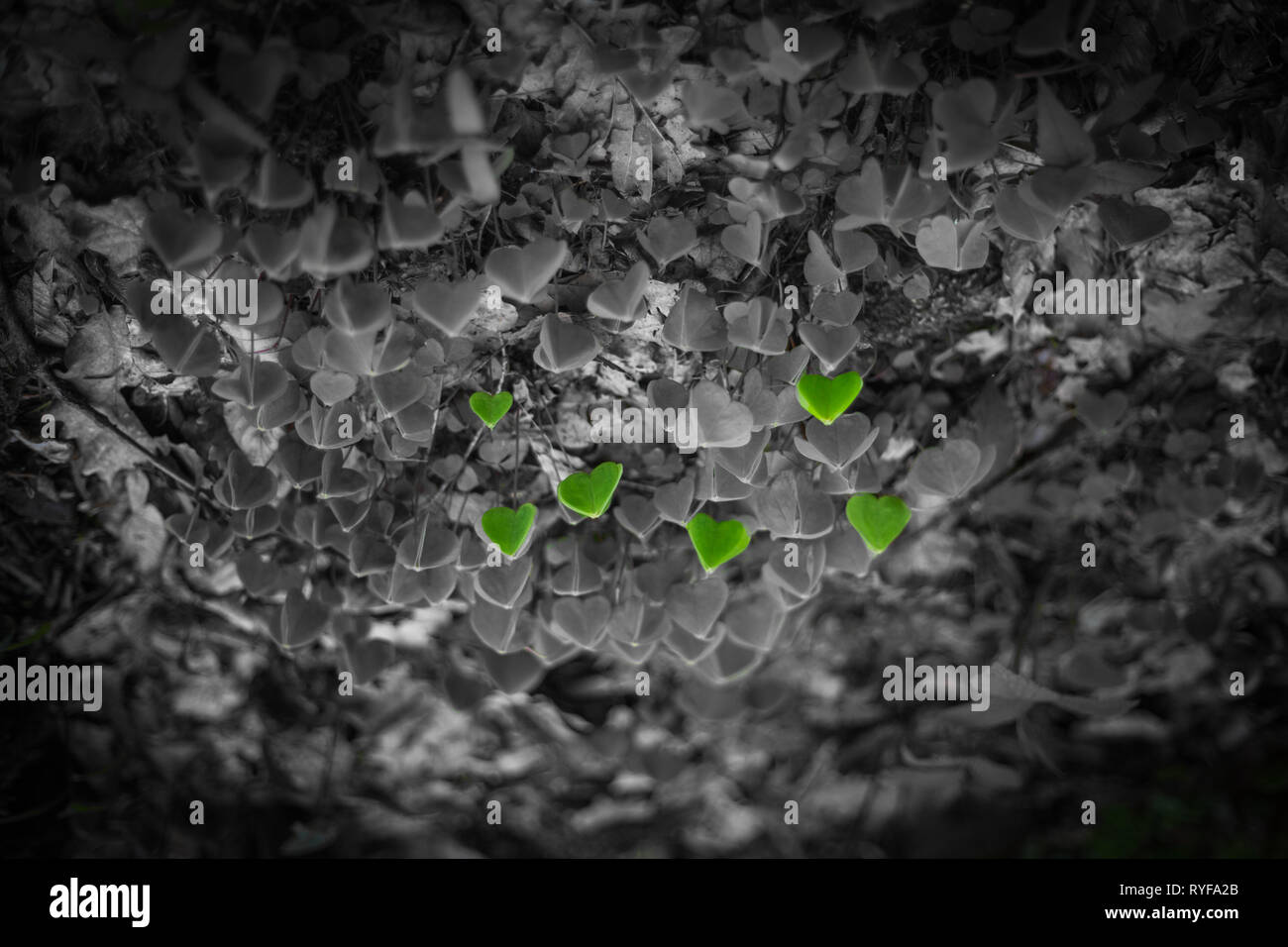 Ein Feld von Clover Stockfoto