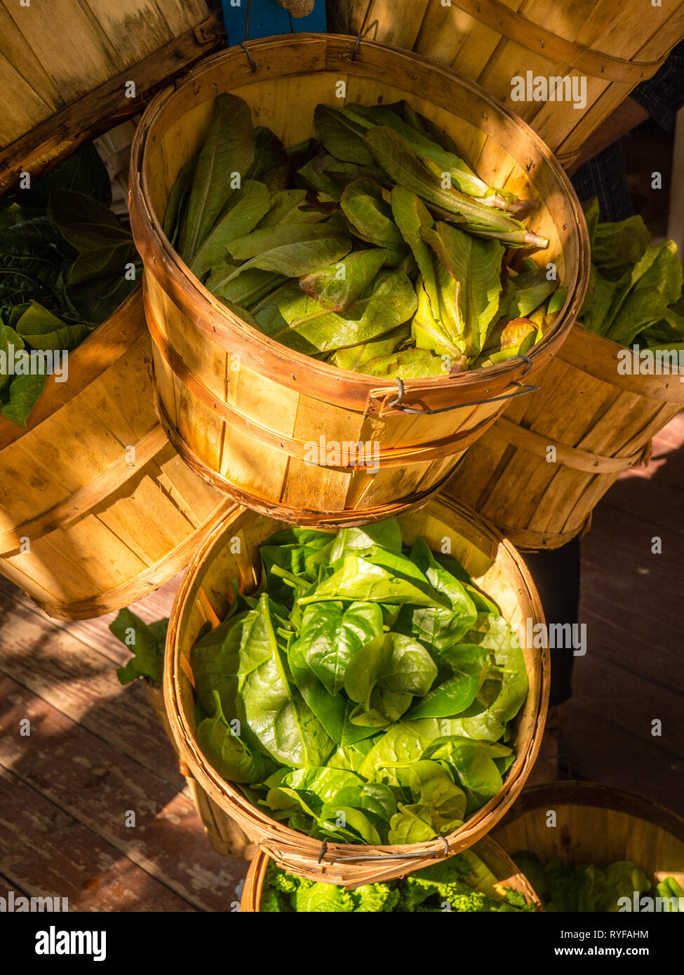 Frische lokale produzierte Lebensmittel aus biologischem Anbau, Eleuthera Island Farm, North Palmetto Point, Eleuthera, Bahamas, in der Karibik. Stockfoto