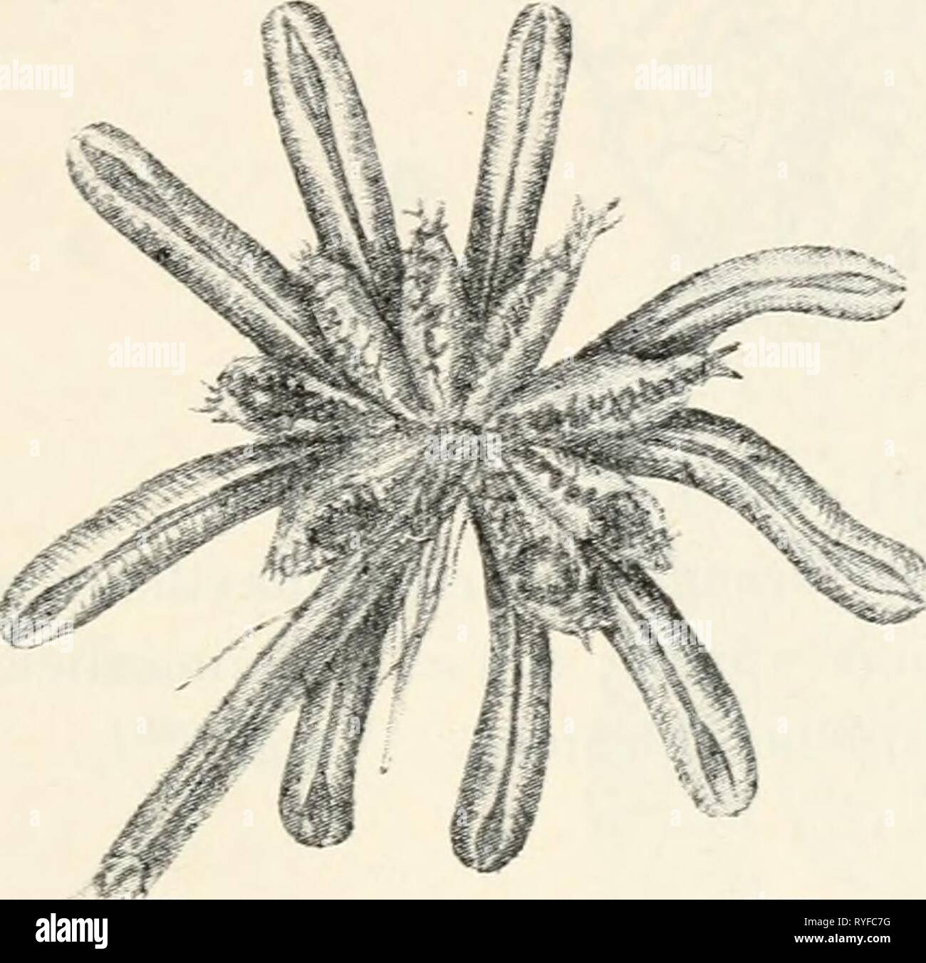 Dr. L. Rabenhorst der Kryptogamen-Flora von Deutschland, Oesterreich und der Schweiz drlrabenhorstskr 0601 rabe Jahr: 1906 Geschlechtsorijane (Archeyonien). 69 Sterben Anlago der TÜV-Abnahme erfolgt bei of this Gruppe sehr früh und das Scheitelwachstum bleibt erhalten, auch wenn der Scheitel durch Wachstumsverschiedenheiten schon auf der Unterseite der Tüv sich.^.^. .. ..V..^.... ^ ^.^.^^^^^^...... ^..^^.. ^, befindet und die Folge oft zu Ältesten stehen jetzt Forst Werdener sterben Archegonien your zentripetale Entstehung angelegt ist, d. h. di (äulJerst. sterben jüngsten zunächst dem Träger Das 9 Ueze Stockfoto
