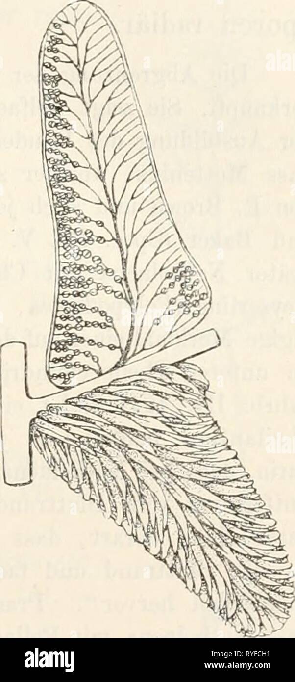 Dr. L. Rabenhorst der Kryptogamen-Flora von Deutschland, Oesterreich und der Schweiz drlrabenhorstskr 03 rabe Jahr: 1889 P) 7 Abyssinion, südliches, Ostindien, Nculiolland Tasininiien, Neuseeland, Mexiko, Gua - temala, Ecuador un< l Vicuna. Iv. Notholaena R. Br. Prodr. Fl. Xuvao Holl. 145. (Nütlioehlaeiia Xaulf. Enum. Fil. 133.) Suri nackt, das unvGränderte oder kaum aiigesch wollene Nervenende einnehmend und rundlich, oder bisweilen eine Kur; ie Strecke herab] aufond und länglich, selten bis über sterben Lehrwerk oder zur Grundlage der Nerven herabziehend und dann linienförmig (Abb. 70), aus Avenigen Stockfoto