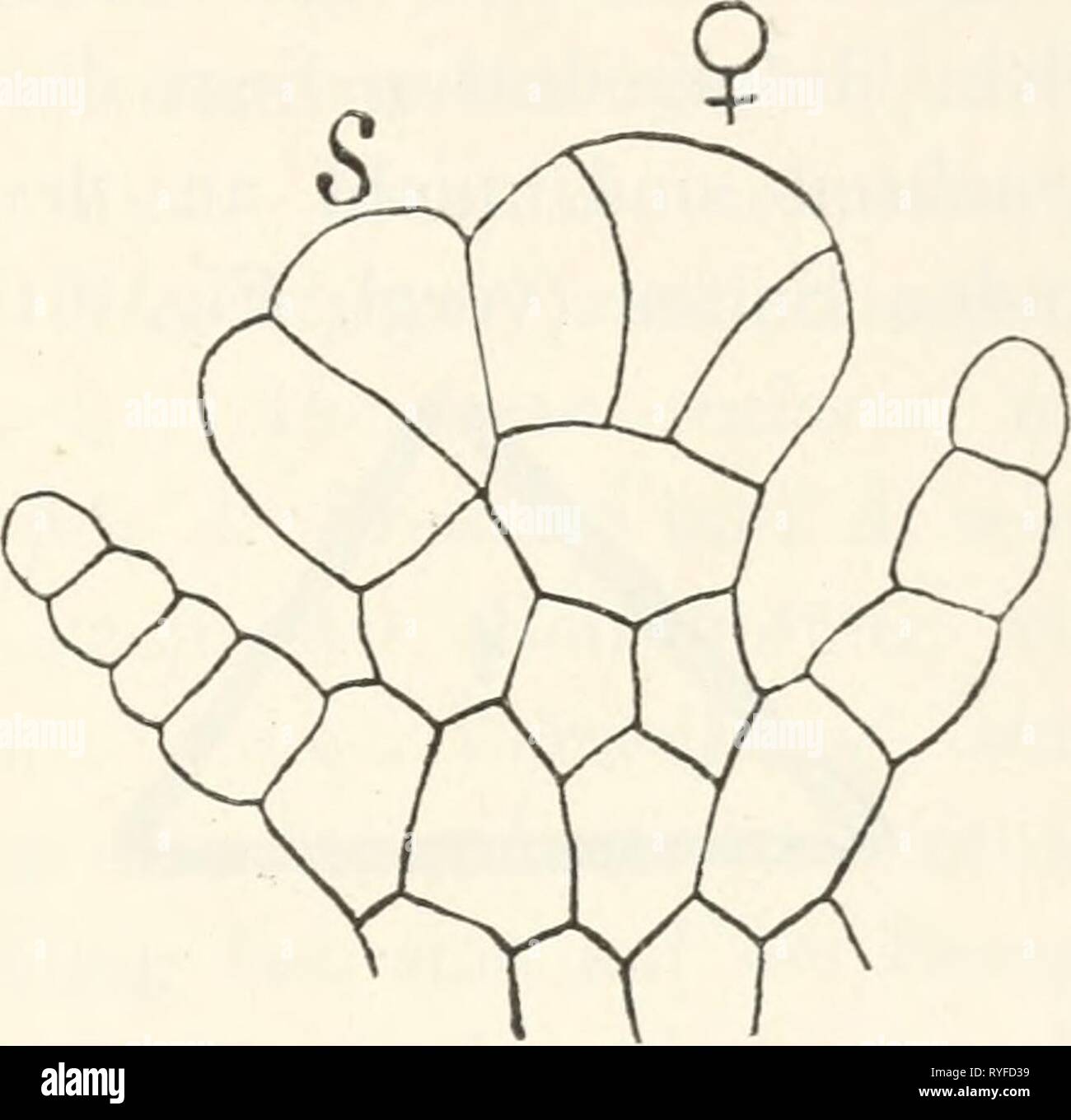 Dr. L. Rabenhorst der Kryptogamen-Flora von Deutschland, Oesterreich und der Schweiz drlrabenhorstskr 0601 rabe Jahr: 1906 Geschlechtsorgane (Archegonien). 7:^da^p^en mohrere Archegonipii. Dann ontstelion Dio di-ci ci-stcn aus den Dor 8 clieitelzelle liejoendon zunächst Segmenten (Veri^l. Fi". {") ()), Und erst das bereits aus der Sclieitelzelle selbst. HapJomitr 'mm ist die einzige beblätterte iaree Jungermann', bei der die Archegonien ab^ veichend anakrogvn stehen, d. h. auf den Seiten des Stengels von Scheitelzelle entfernt. W^ie wir schon gesehen haben und wie ich späti^r noch ausführlicher Stockfoto