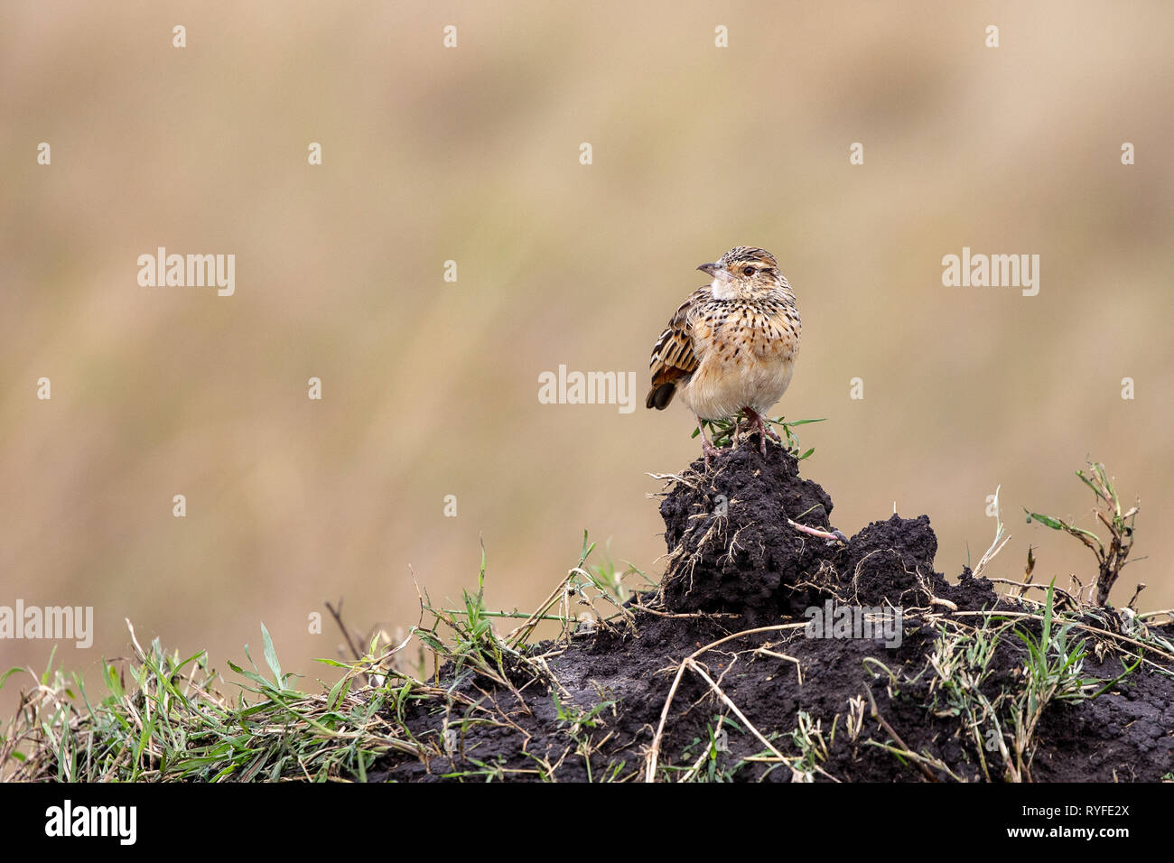 Rufus-Naped Bush Lerche, Kenia, Afrika Stockfoto