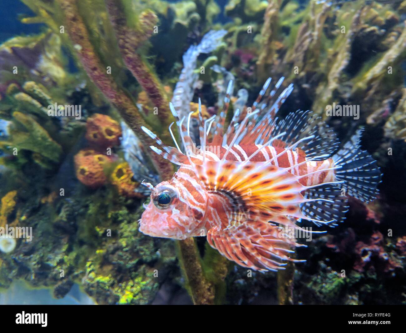 Die Unterwasserwelt im Aquarium Stockfoto