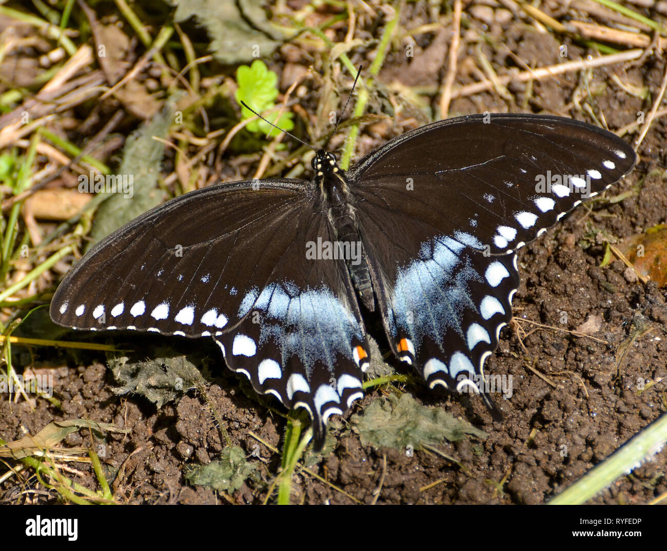 Limenitis arthemis astyanax oder Spice bush Schwanz auf den Boden mit Flügel schlucken. Stockfoto