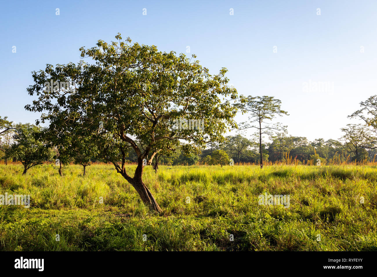 Manas Nationalpark und Wildlife tagsüber und Green Park Stockfoto