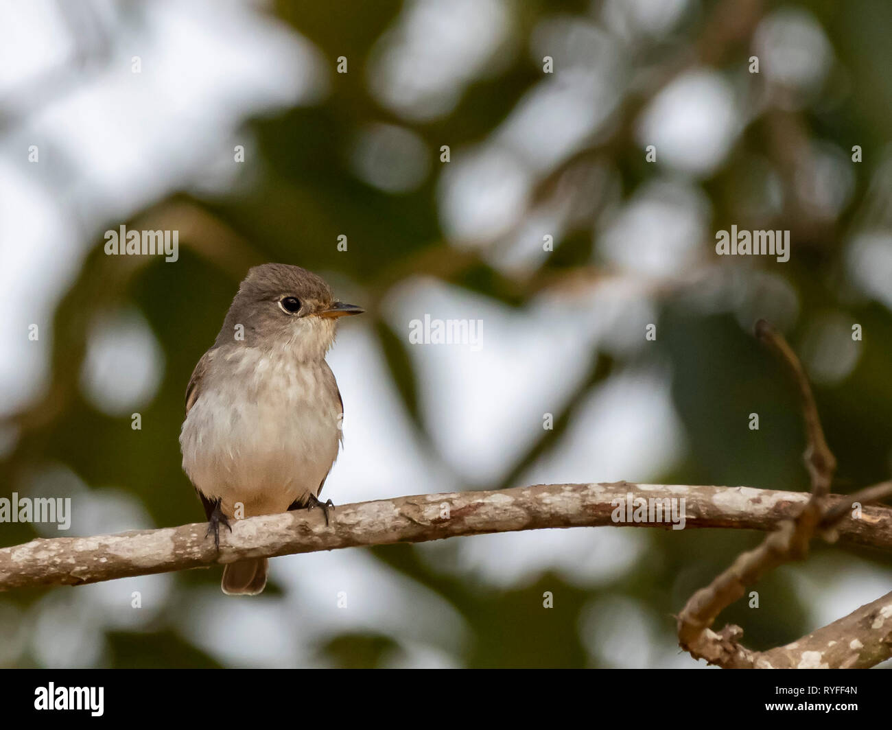 Asiatische Braun Schopftyrann (Muscicapa pooensis latirostris) Race'' Stockfoto