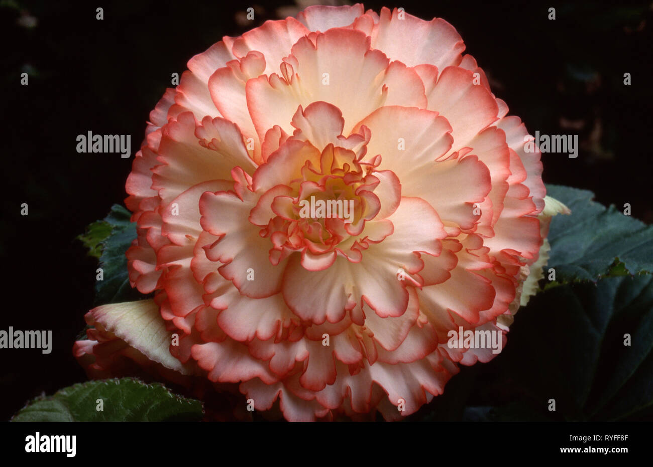 BEGONIA TUBERHYBRIDA 'Orange Crush' Stockfoto