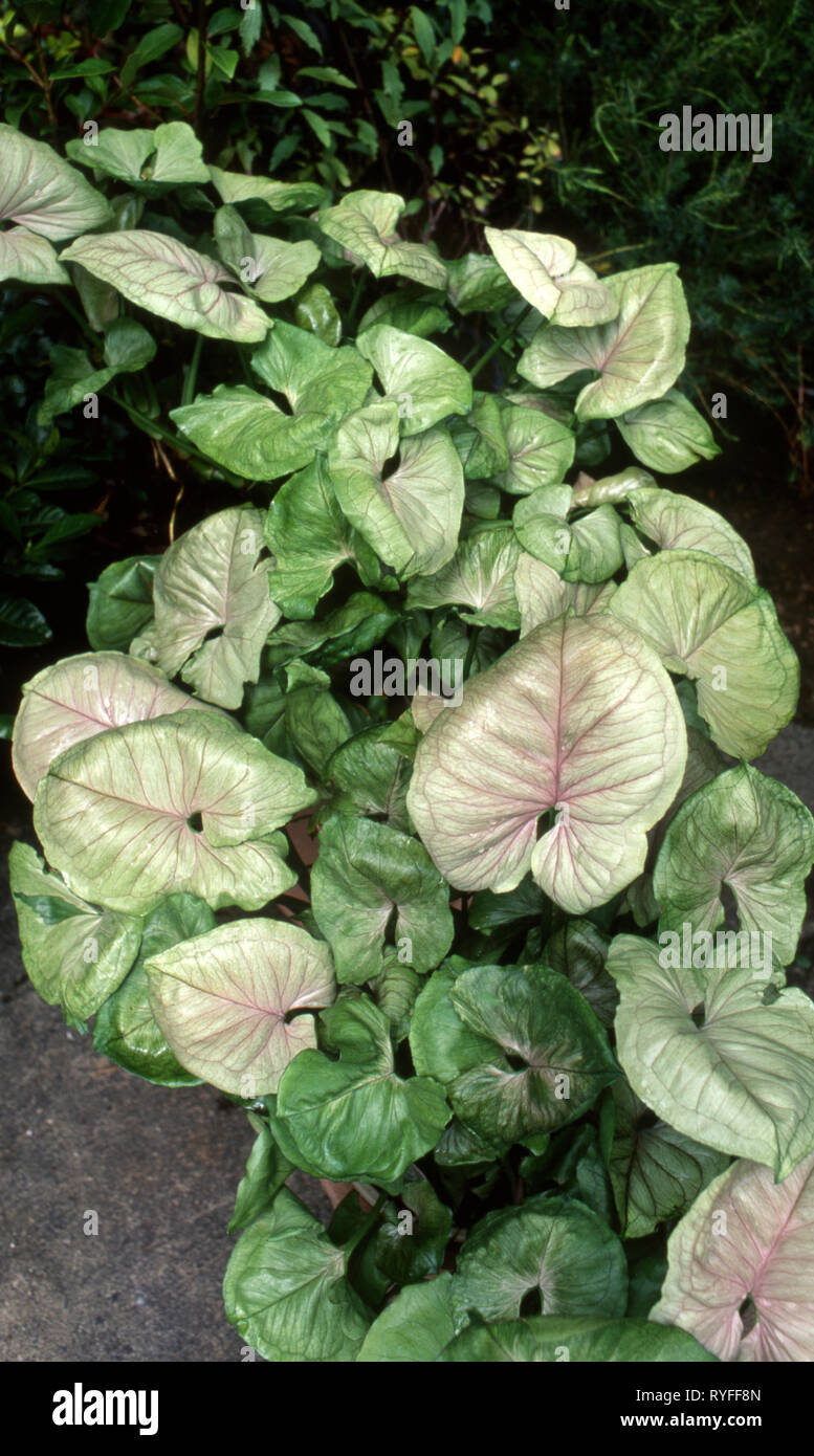 SYNGONIUM PODOPHYLLUM IST EINE HÄUFIG KULTIVIERTE ZIMMERPFLANZE. Stockfoto