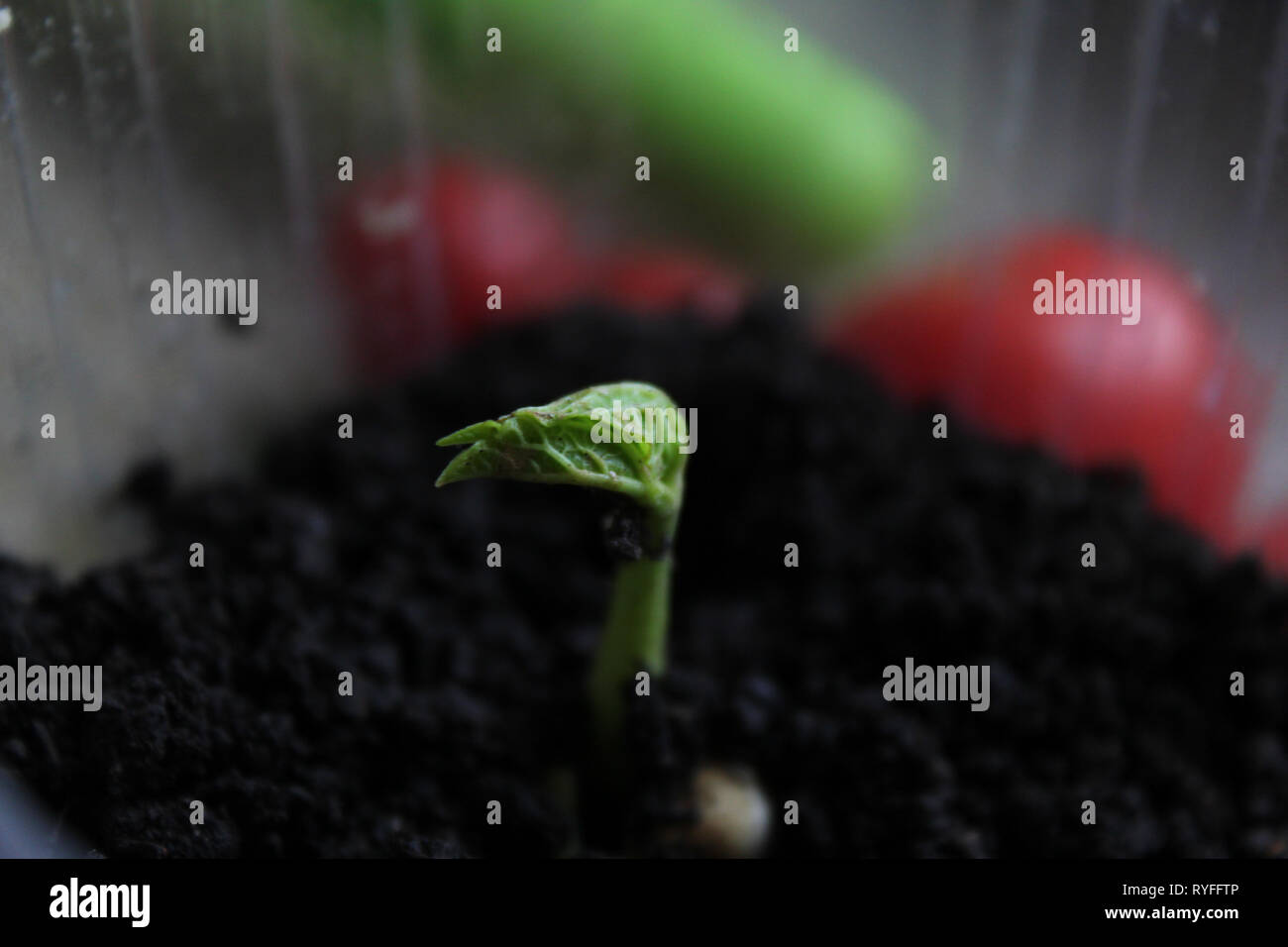 Bean sprout Stockfoto